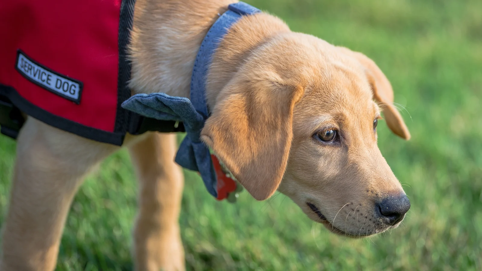 Minister Praises Impact of Assistance Dogs