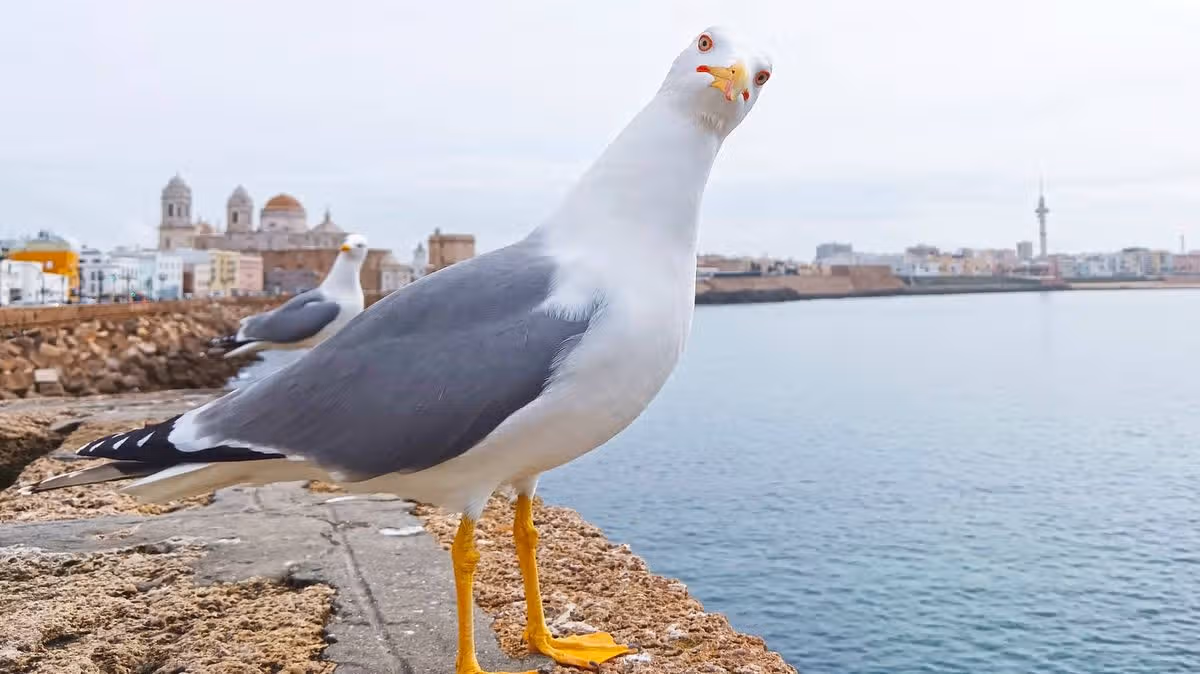 Man punches seagull in front of children