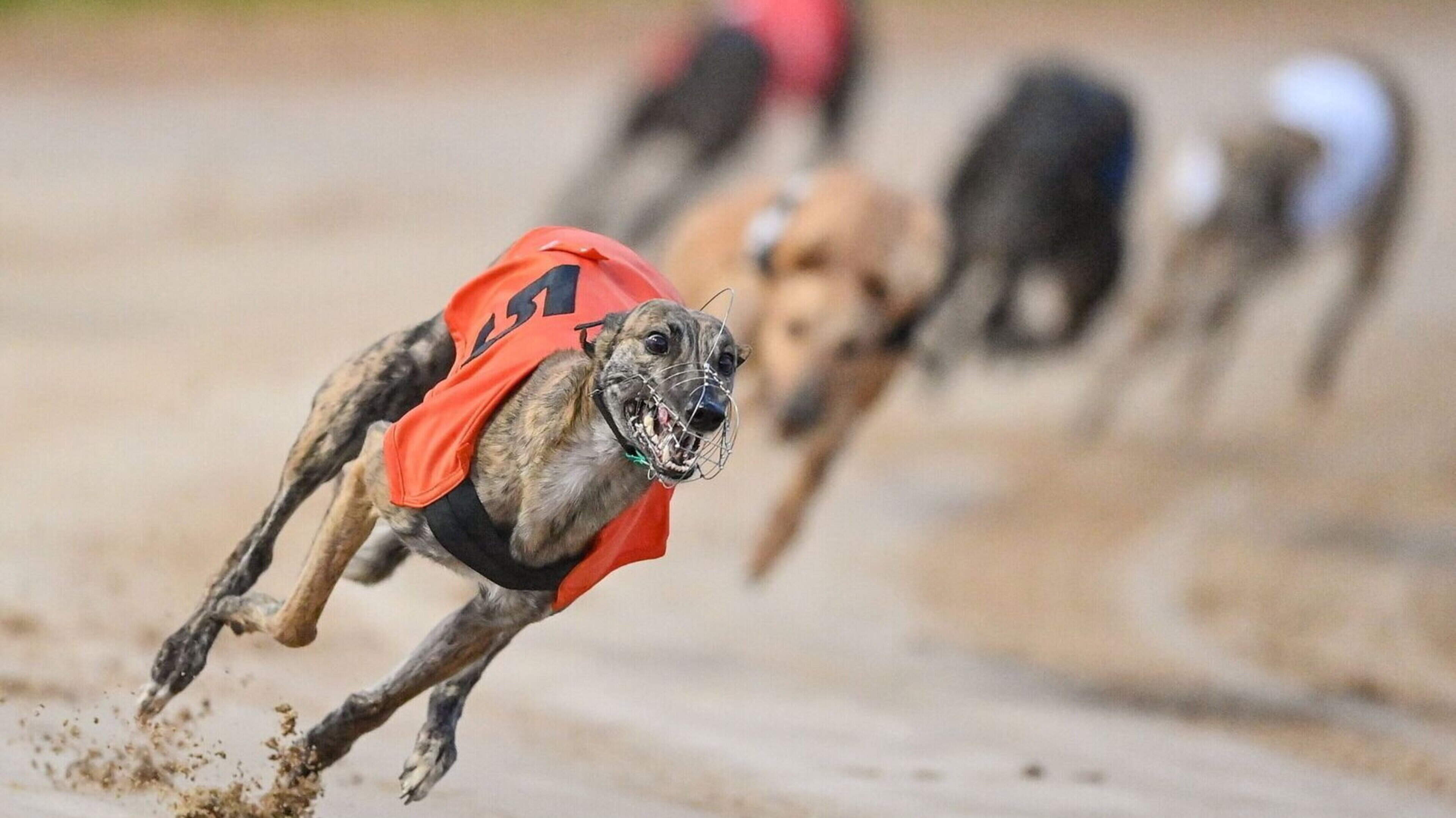 Enniscorthy Greyhound Station Cancels Race Nights