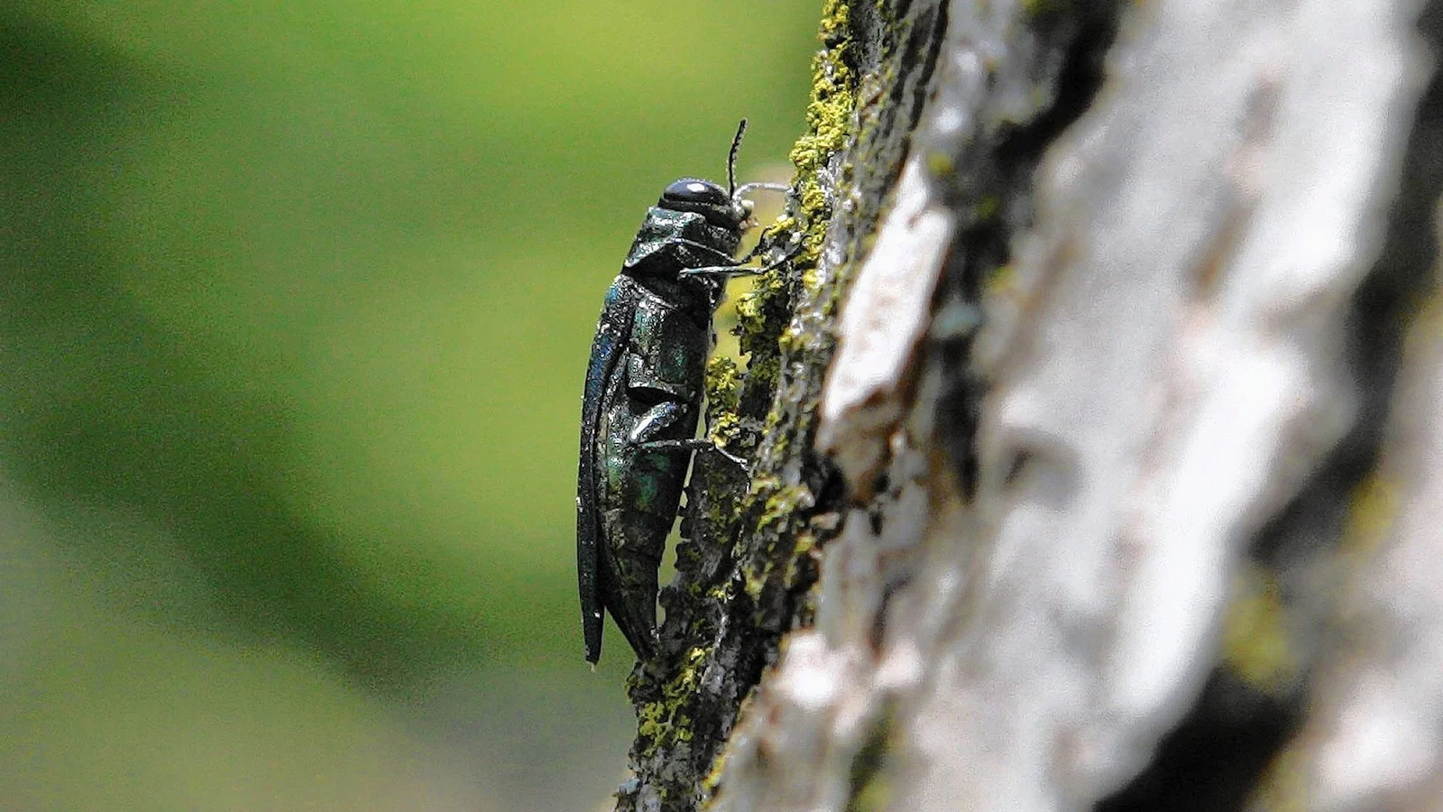 Beetle threatens EU ash forests for first time
