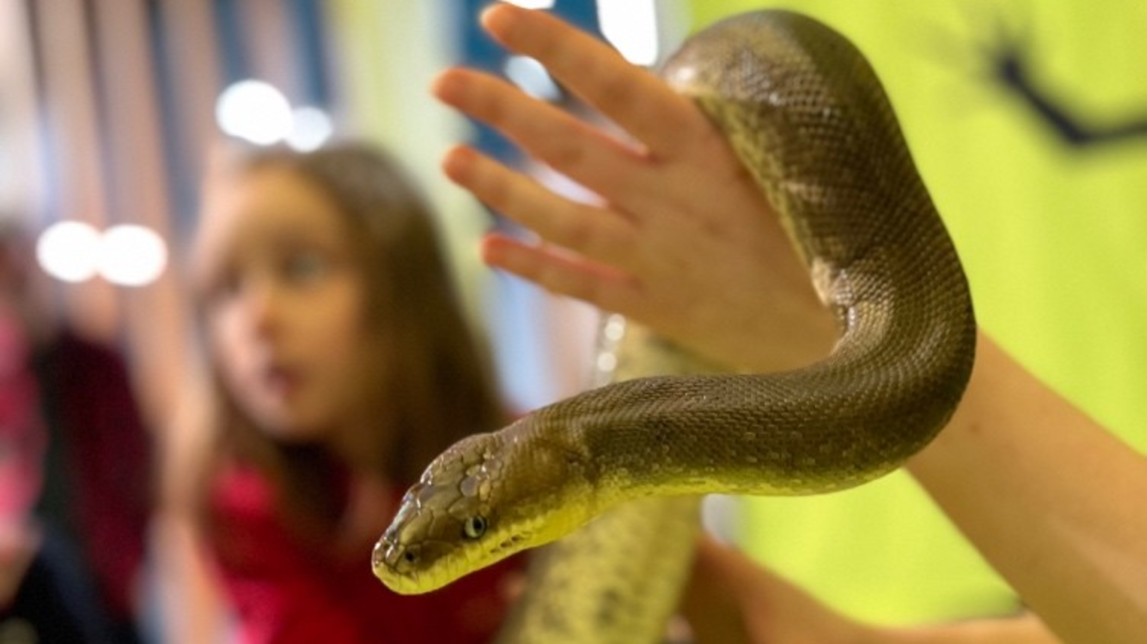 National Reptile Zoo Celebrates World Snake Day