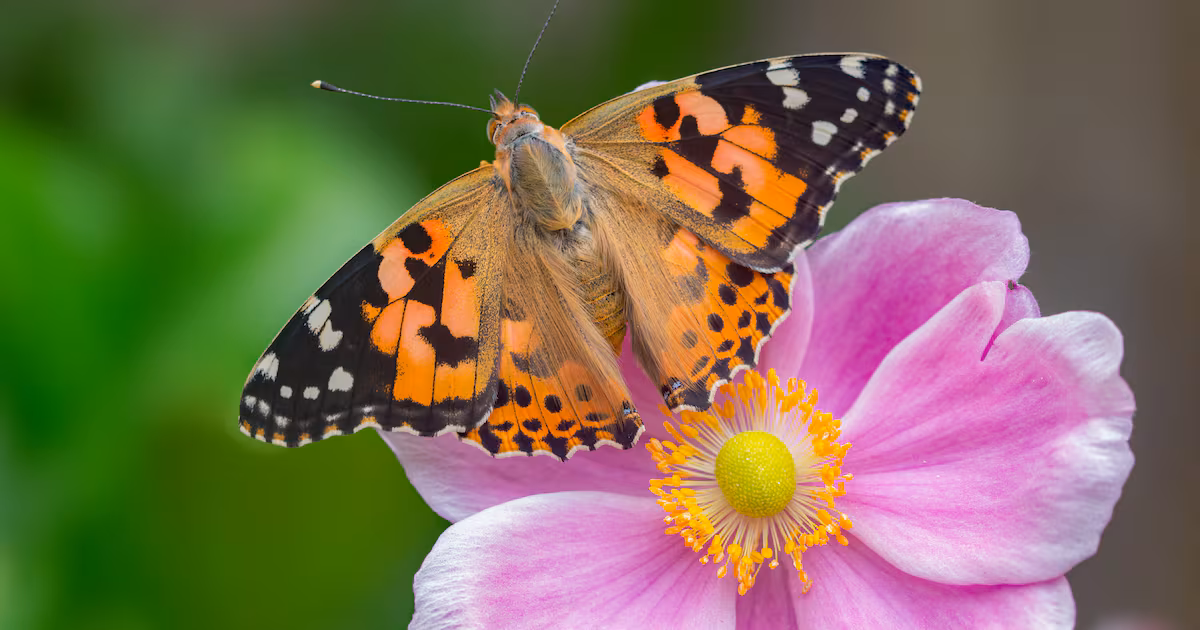 UK Charity Launches Big Butterfly Count