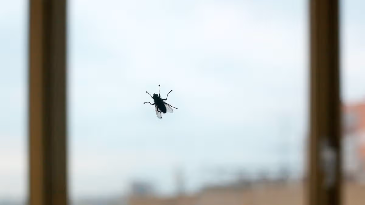 Effective Fly Control Methods for Homes