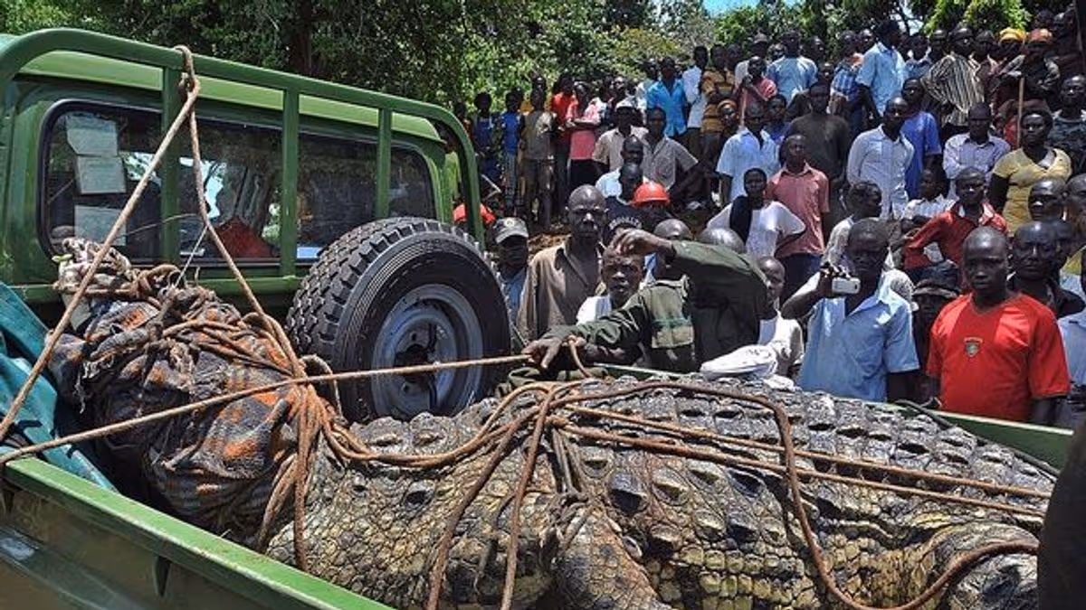 Man-Eating Crocodile Captured in Uganda