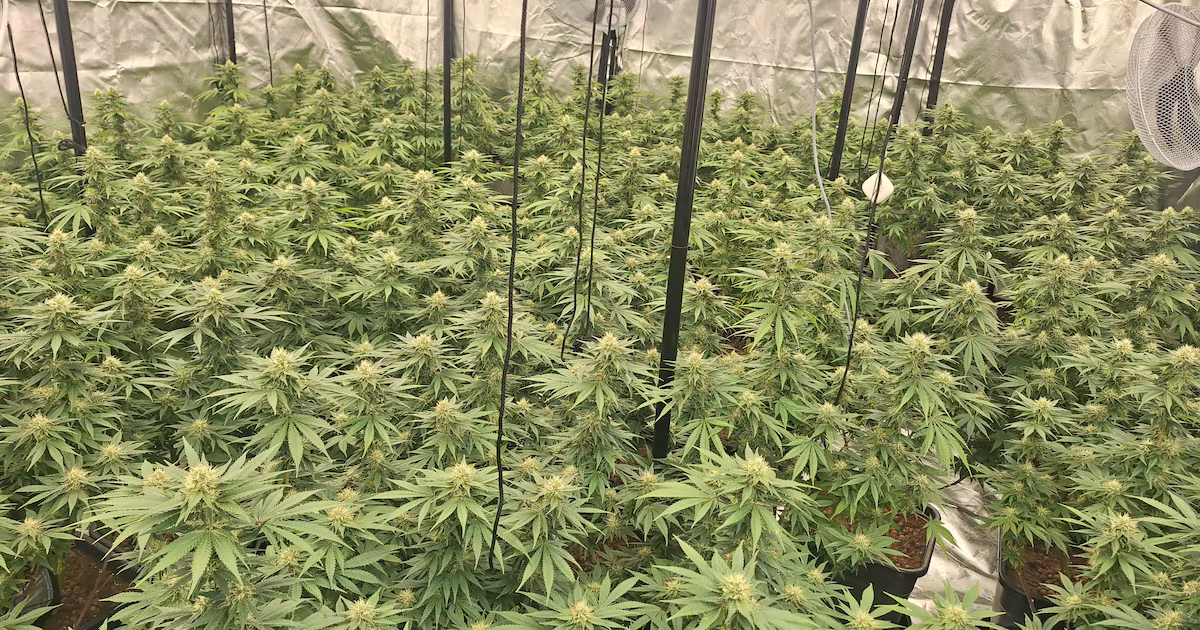 Man Arrested for Cannabis Factory in Co Tyrone