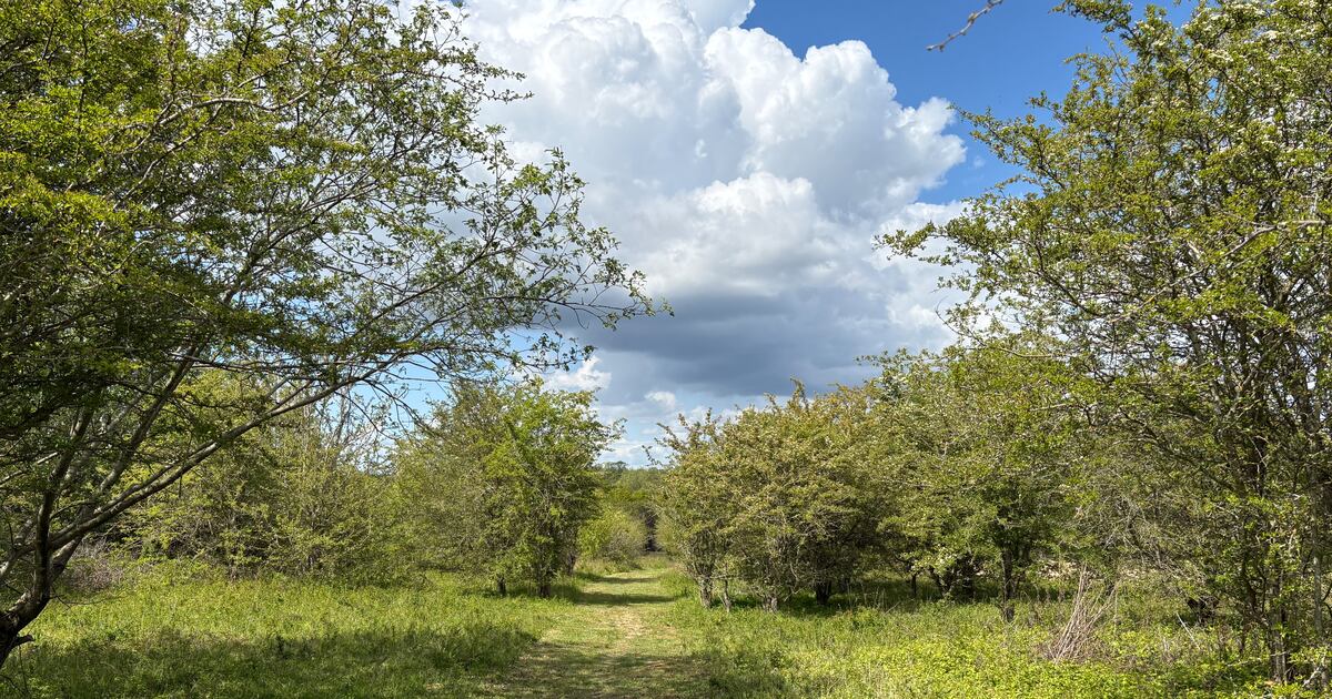Conservationists Push for Wild Areas in UK