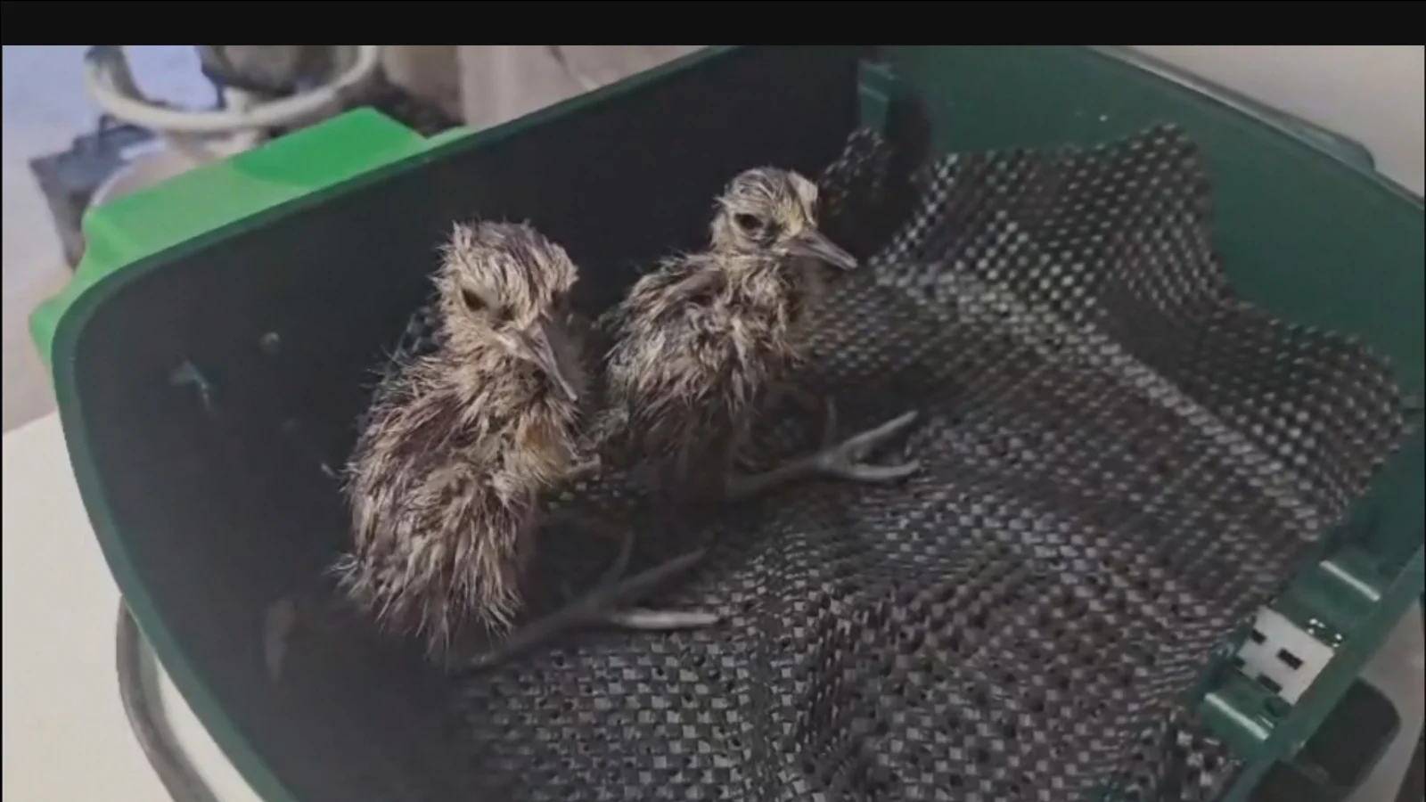 Endangered Curlew Chicks Released After Wildfire Rescue