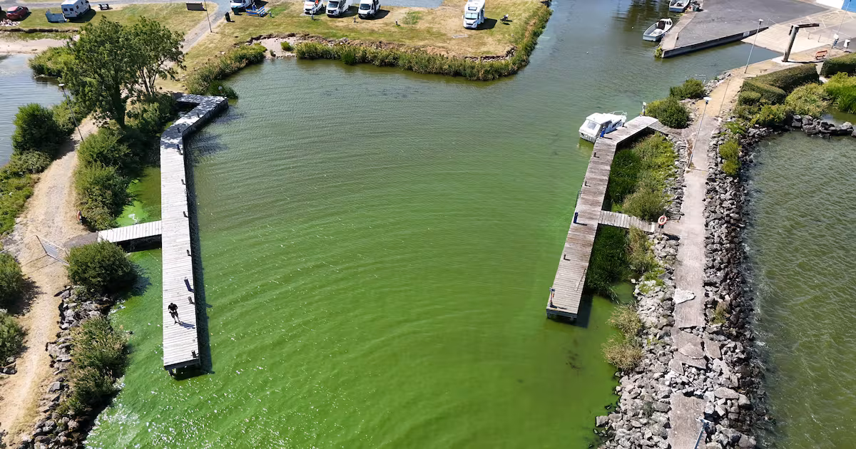 Toxic Algae Blooms Spread in Northern Ireland