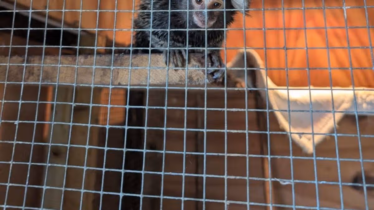 Marmoset Found on London Bus Investigated