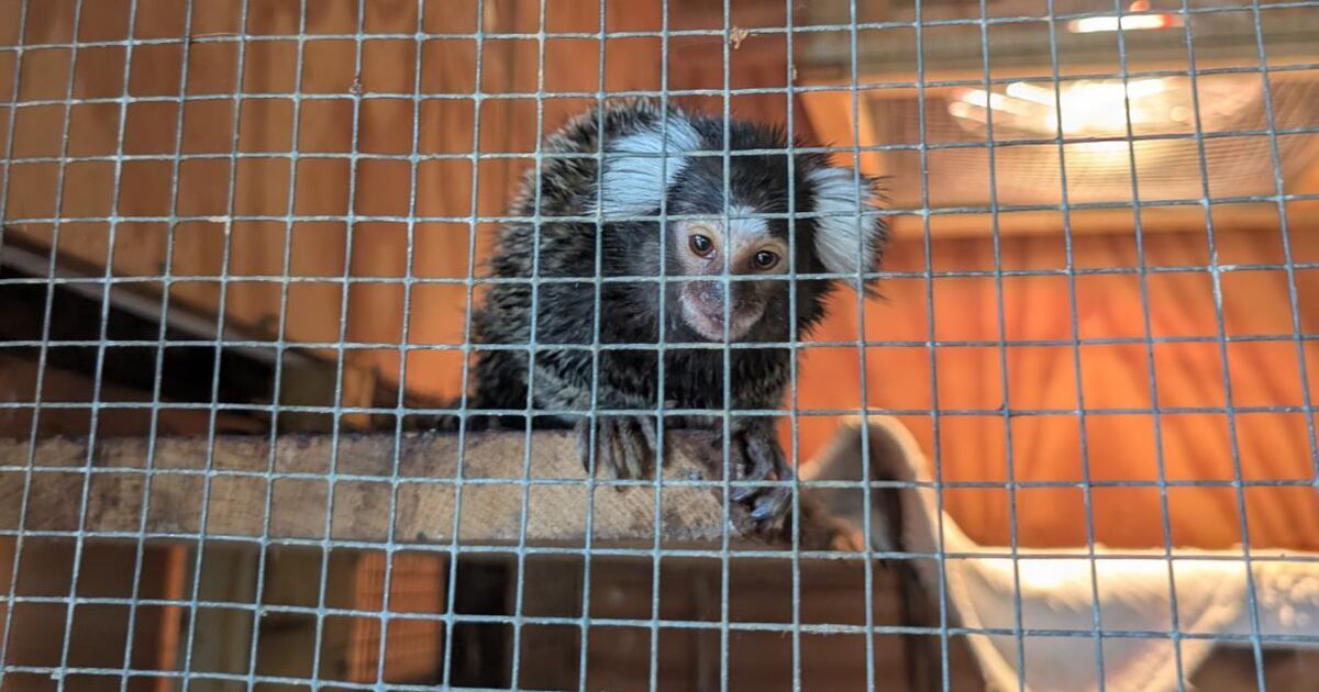 Monkey Abandoned in Laundry Bag on London Bus