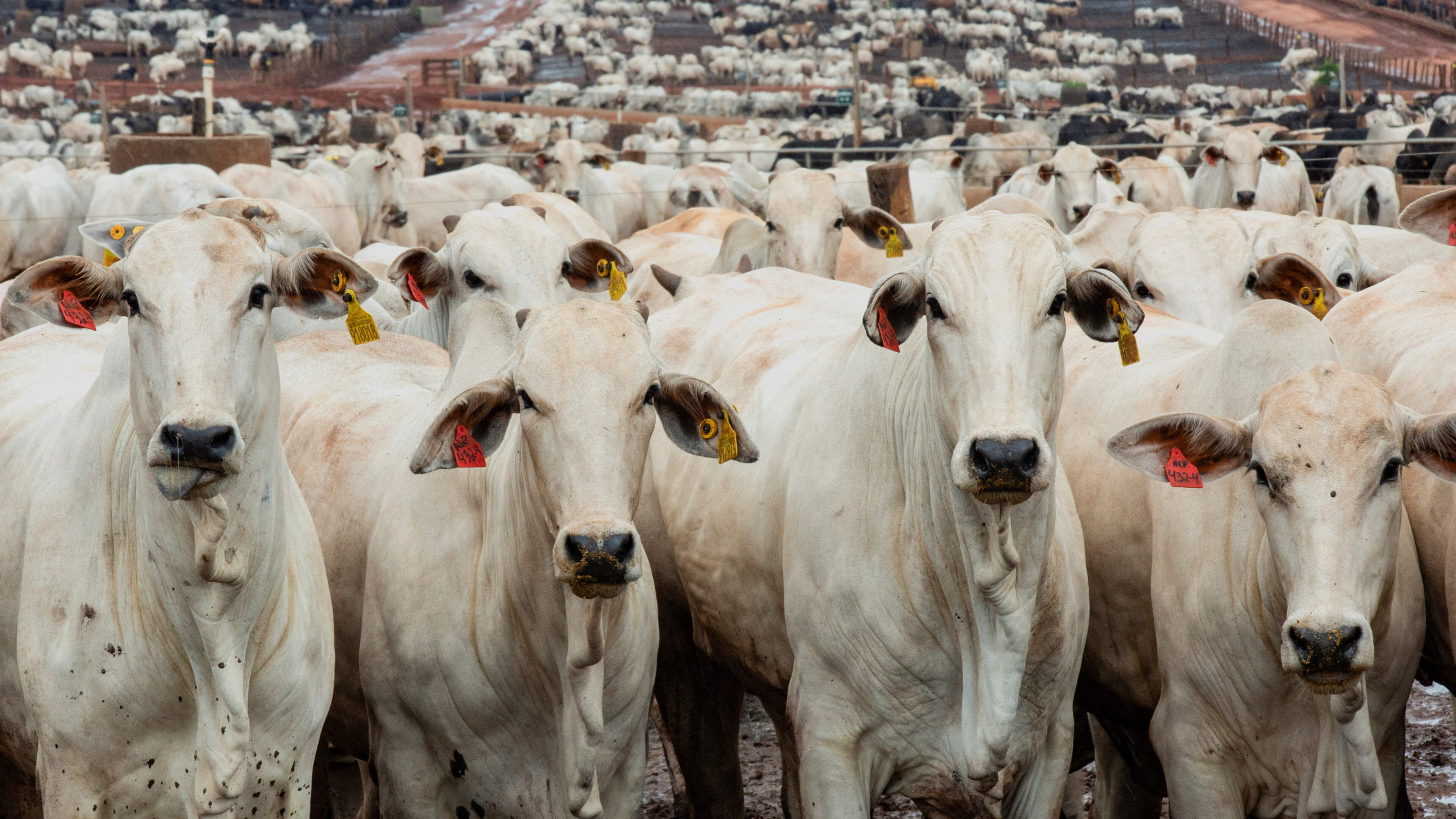 Brazil's Beef Exports Decline Due to China Quota