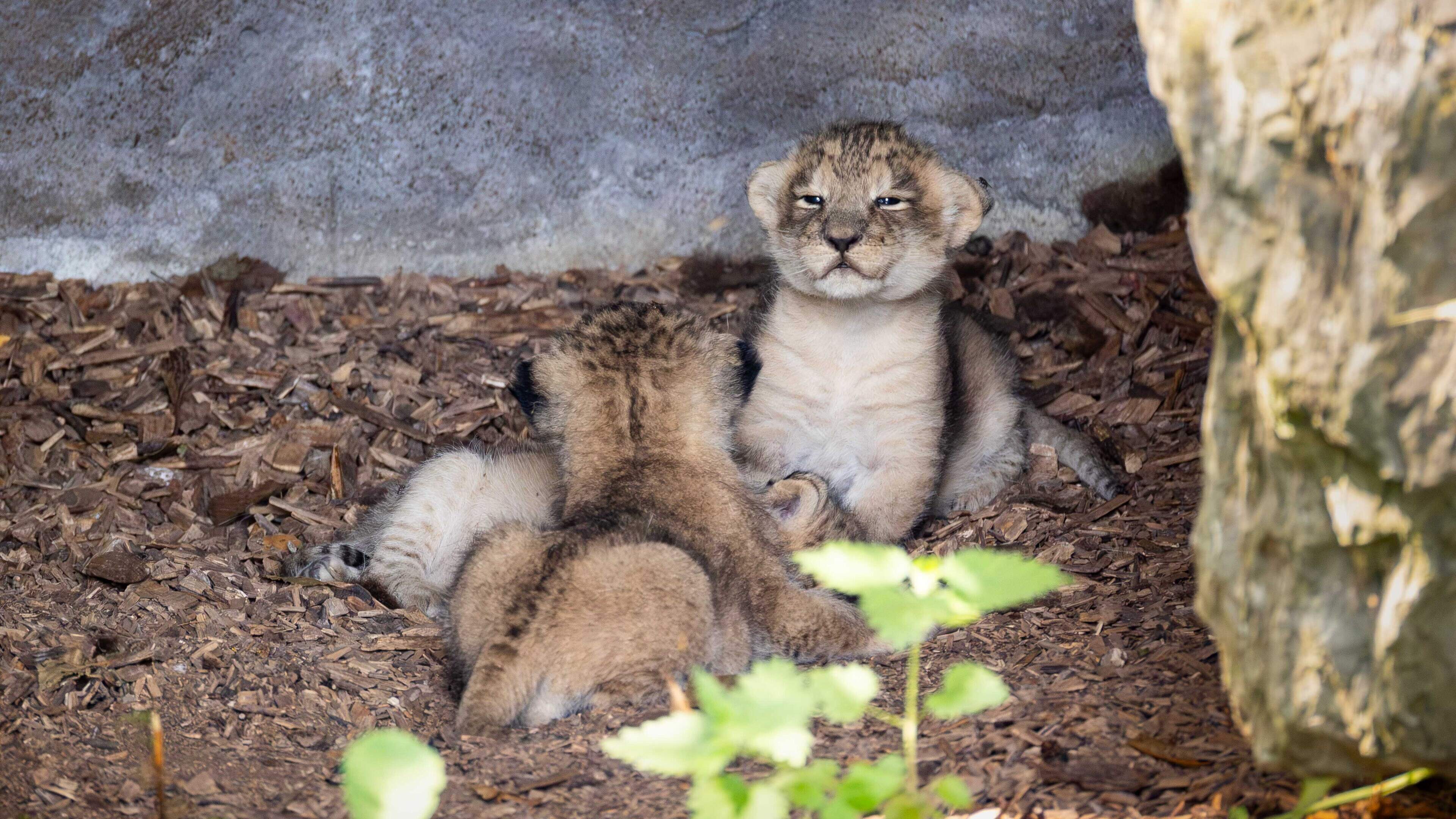 Fota Wildlife Park Celebrates Double Birth of Tigers