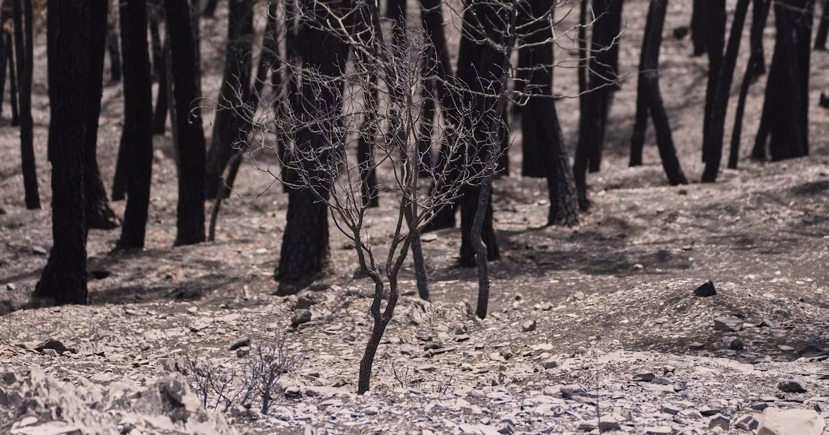 Firefighters Battle Huge Wildfire in Central Spain