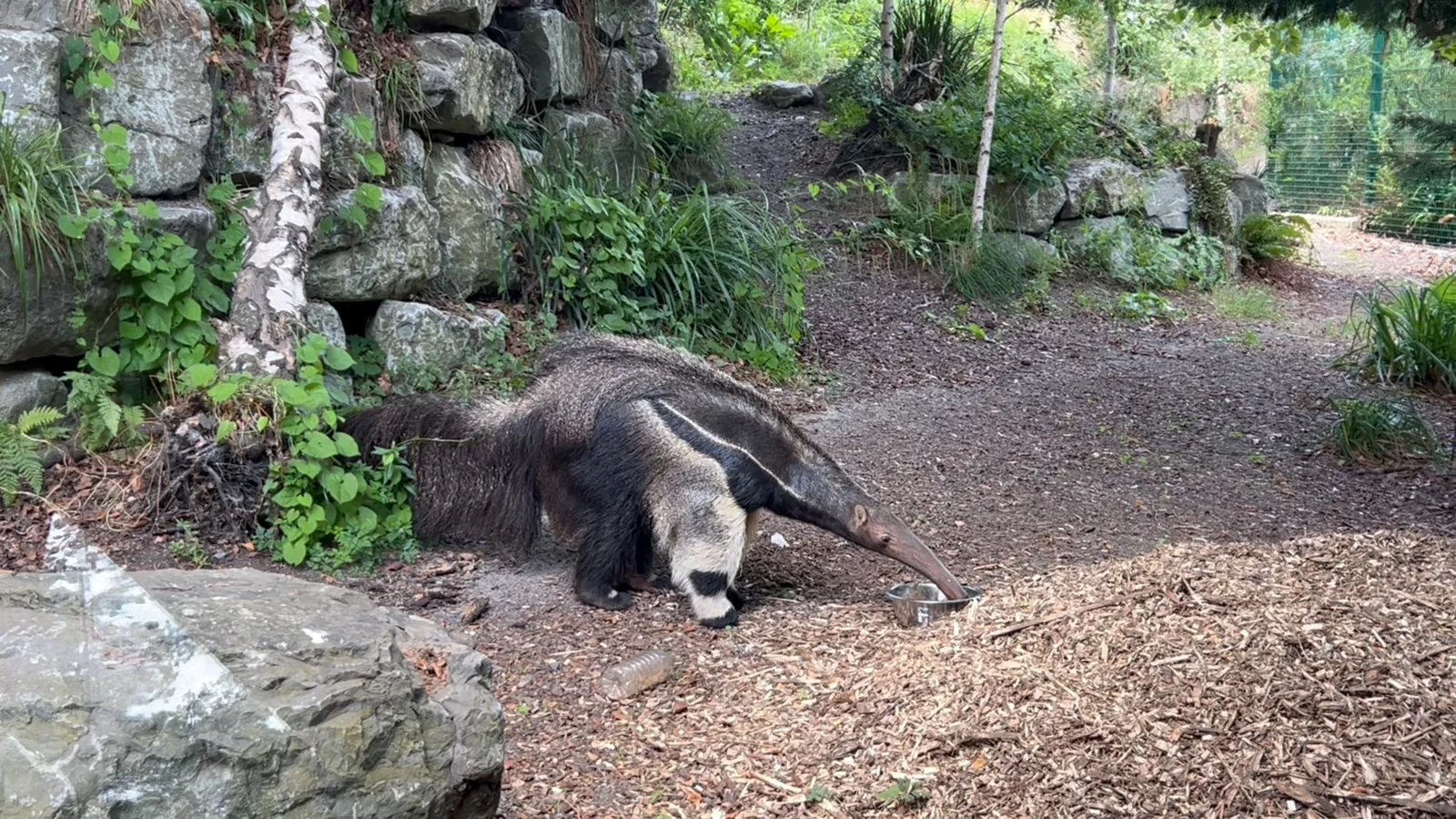 New Species Arrive at Dublin Zoo