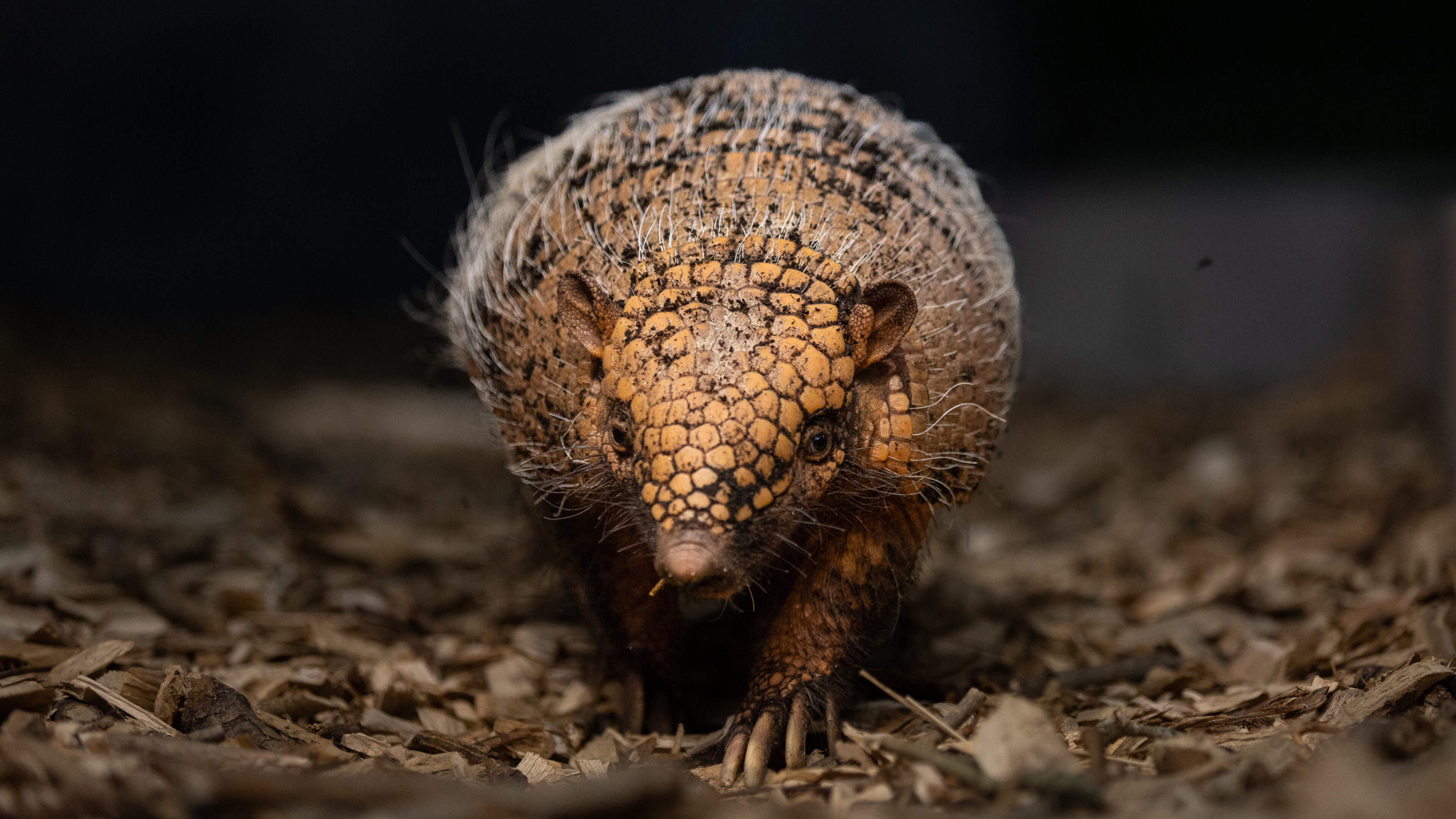 Dublin Zoo Welcomes New Baby Armadillo and Anteaters