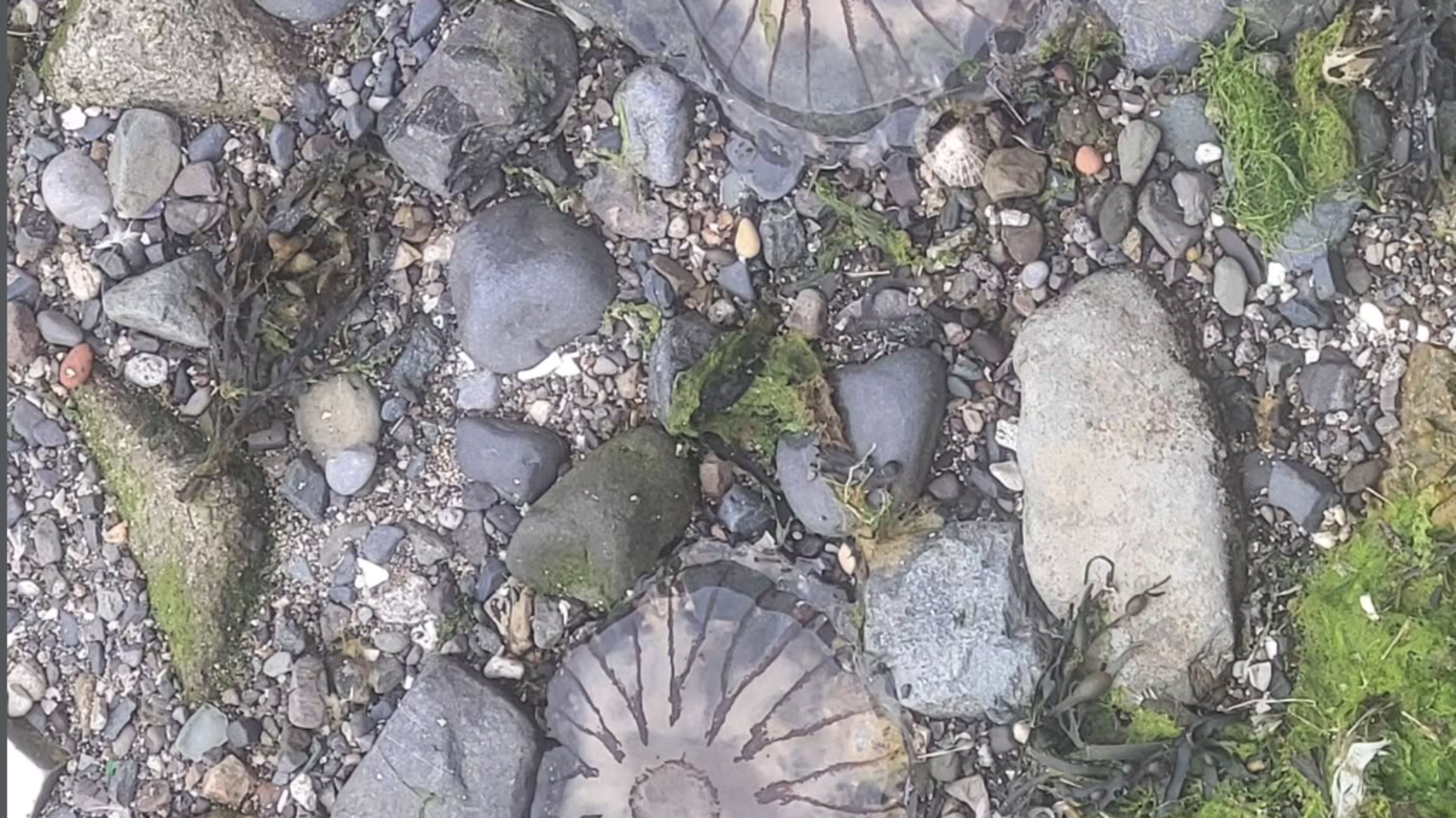 Compass Jellyfish Wash Up on Dublin Beach