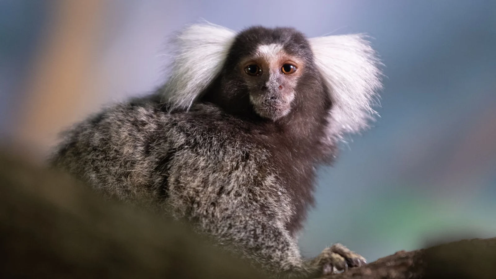 Reward Offered for Abandoned Monkey in London