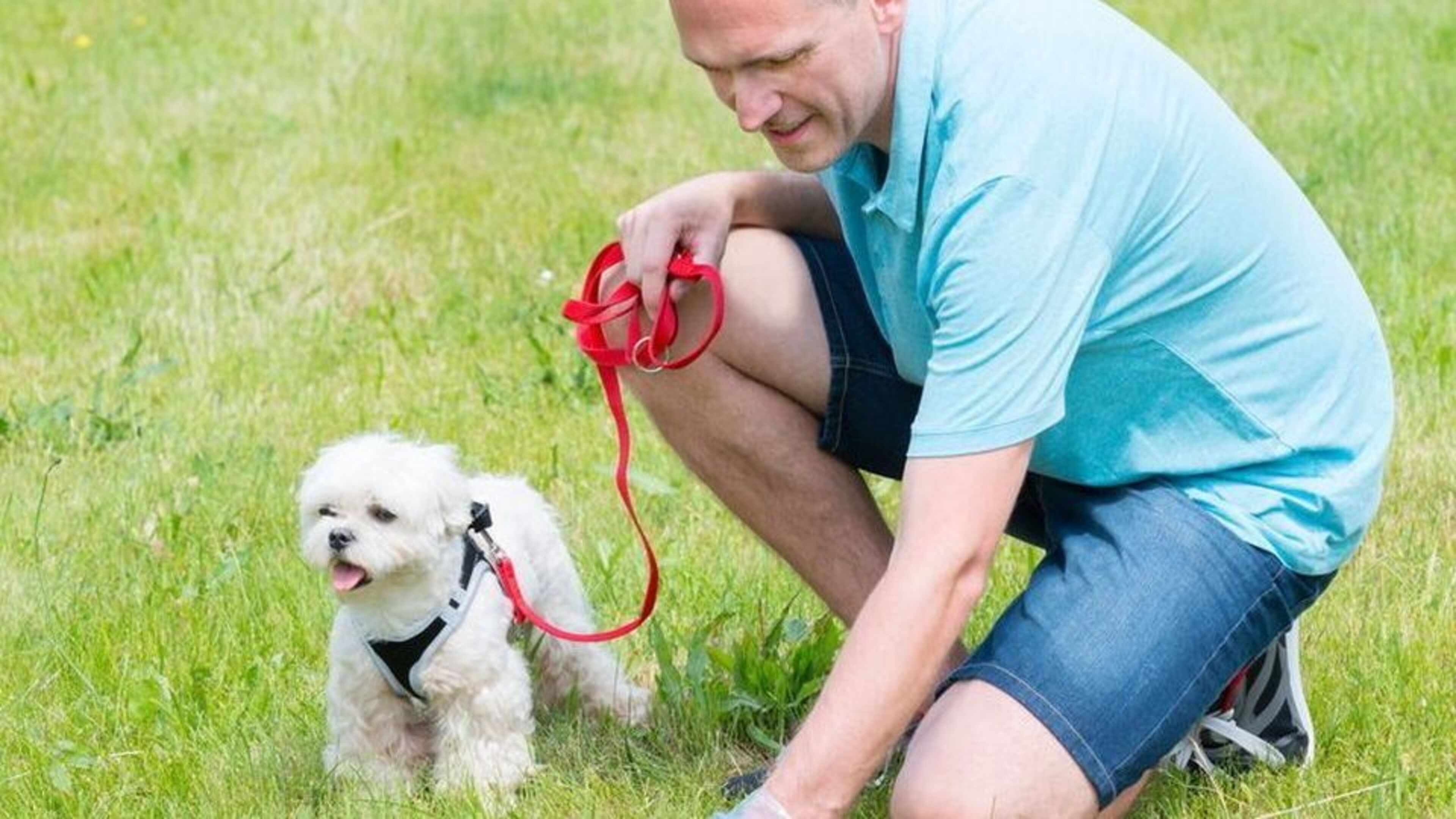 Louth Council to Install More Dog Waste Bins