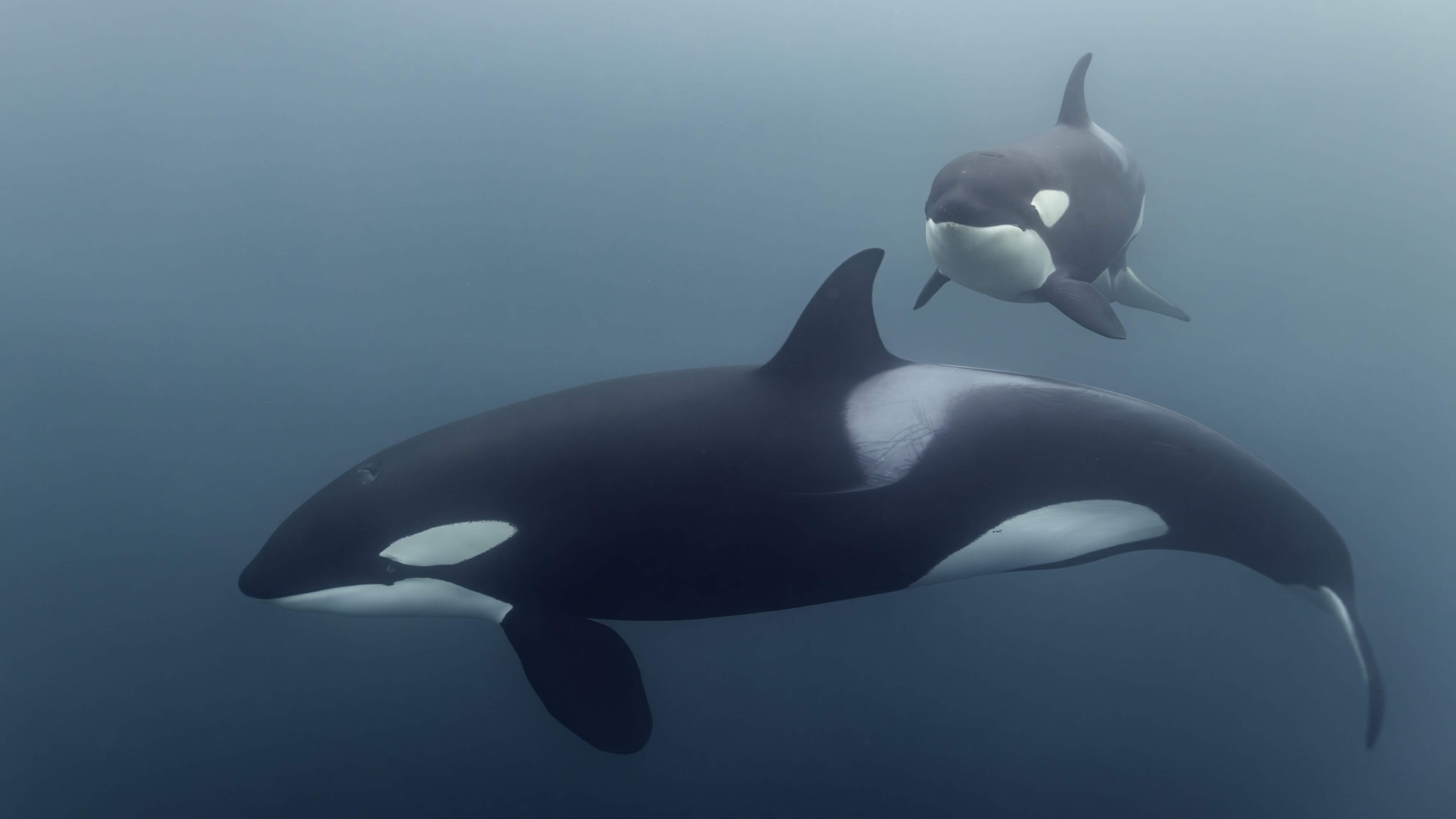 Orcas observed breaking apart sunfish for feeding