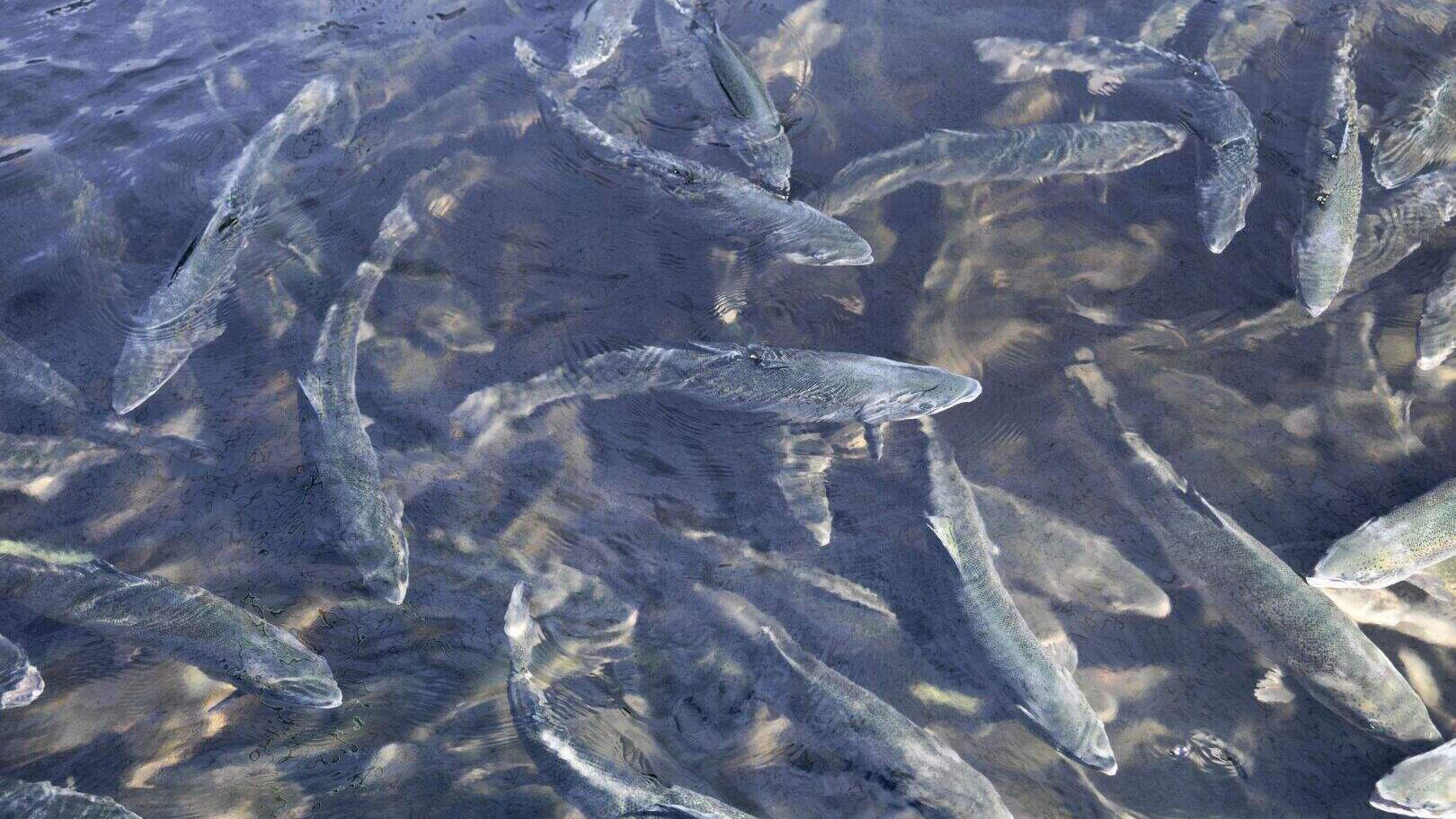 Kerry Fish Farm Restocks Salmon Despite License Suspension