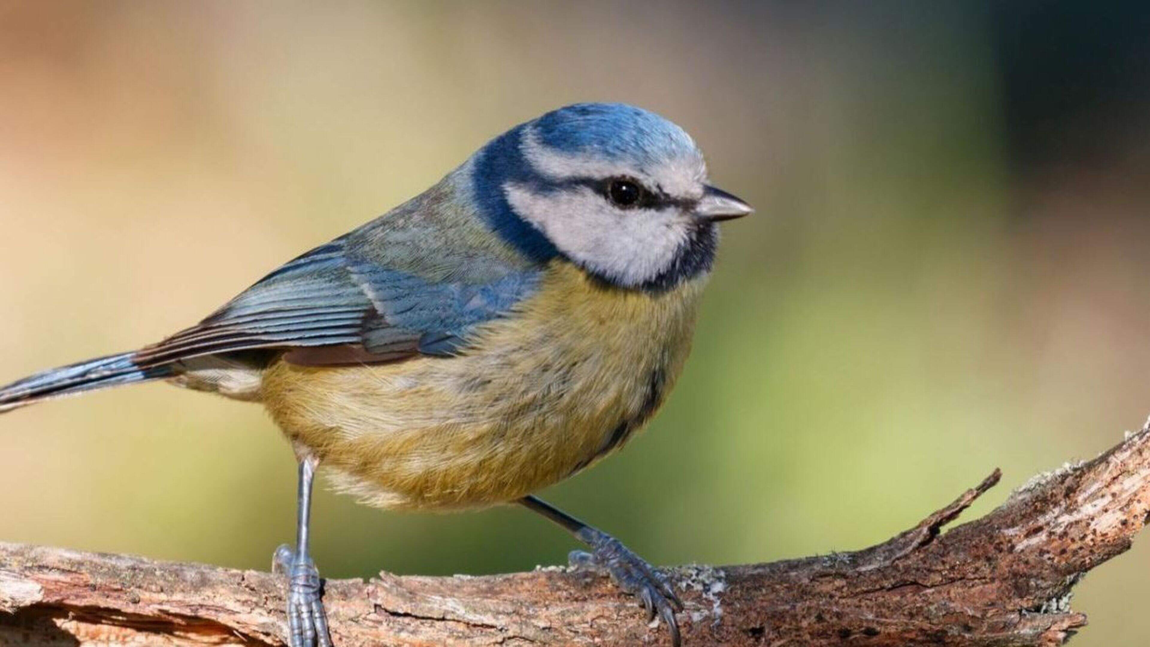 Birdsong Composed of Eight Basic Sounds