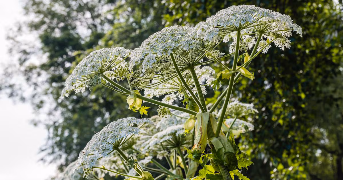 Giant Hogweed Threatens Northern Ireland's Public Health