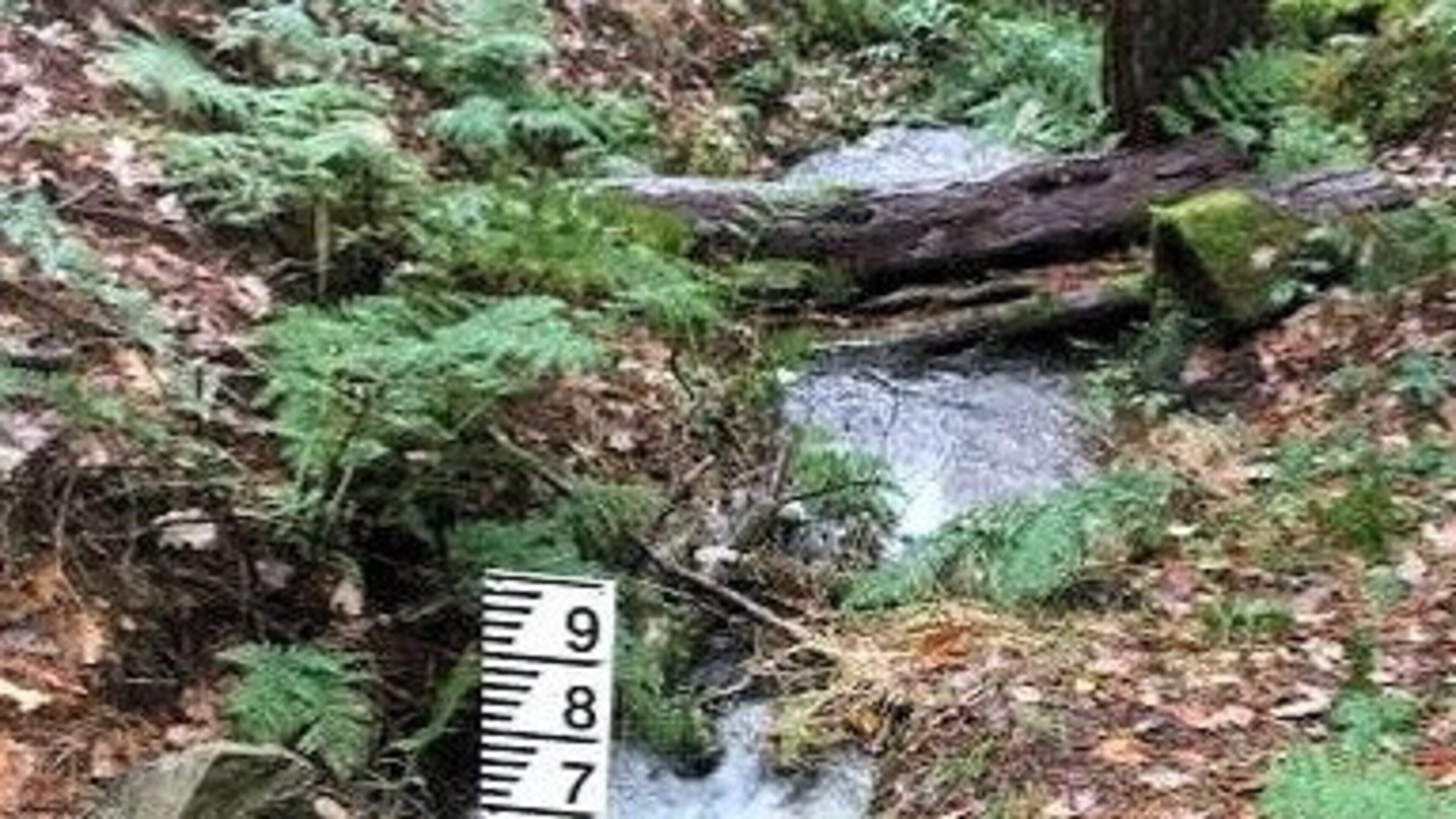 Ireland Embraces Nature-Based Solutions for Climate Change