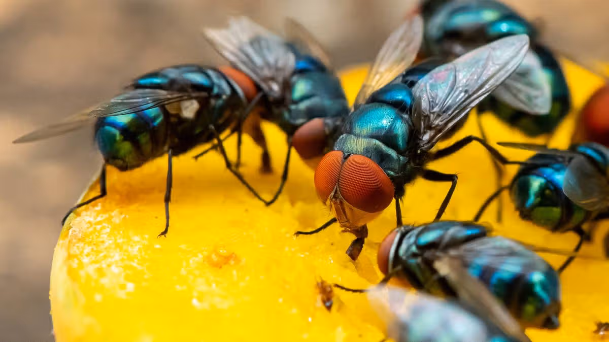 Homemade Fly Repellent Recipe Shared