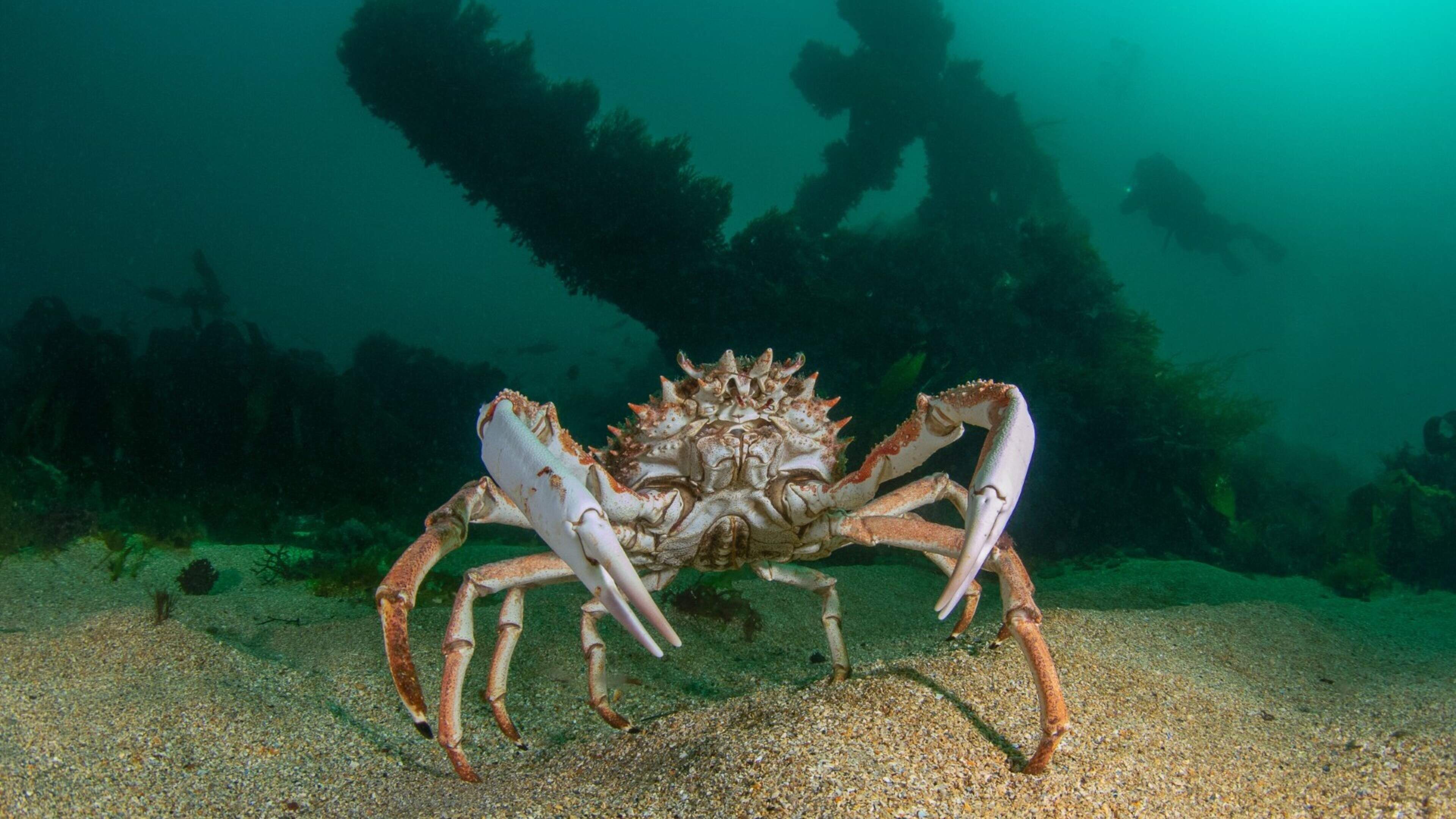 Wexford Photographers Shortlisted in Love Your Coast
