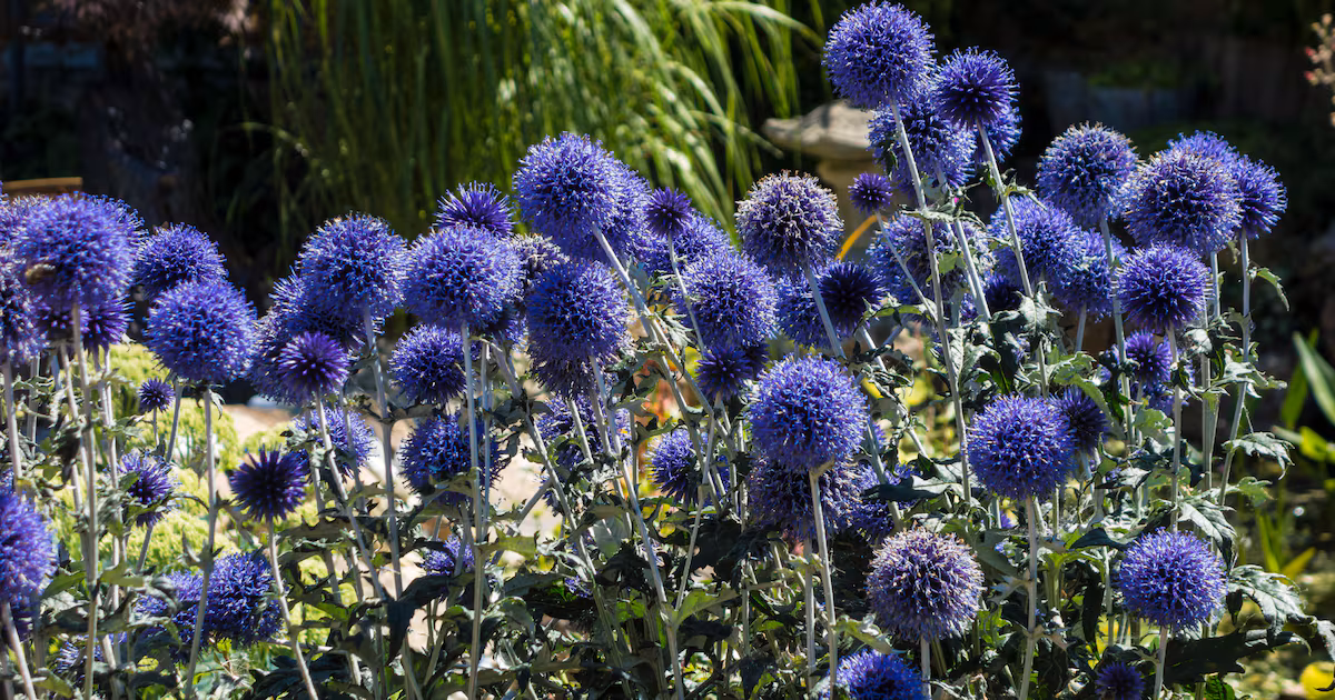5 Drought-Resistant Plants for Summer Holidays
