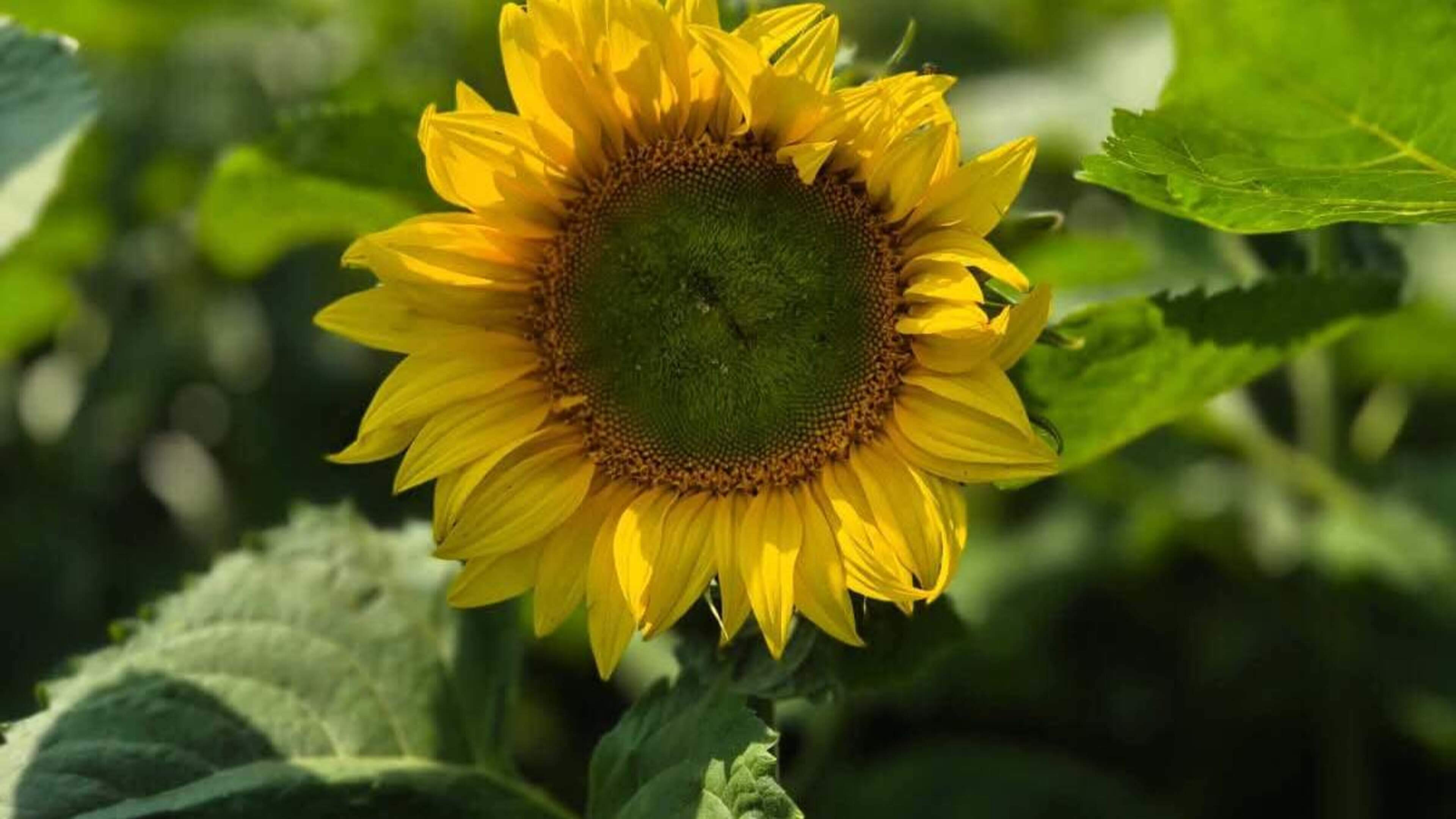 Wexford Family Launches Sunflower Field for Charity