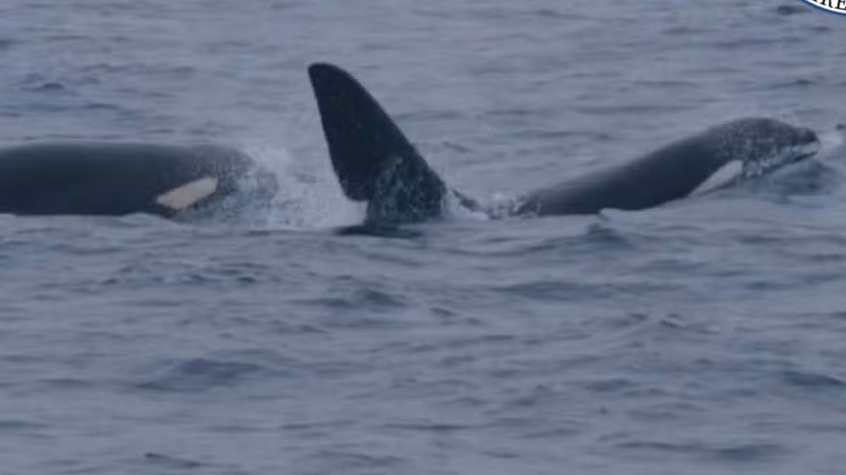 Killer whales spotted off Irish coast in Donegal Bay