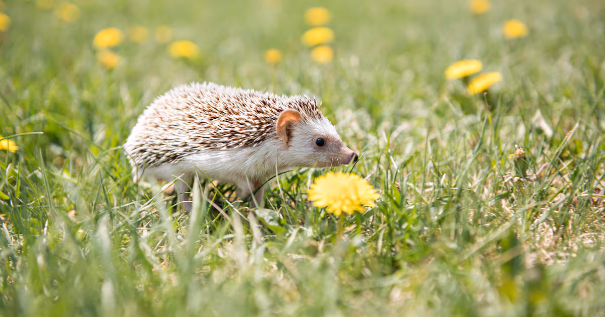 Wildlife Centres Overwhelmed by Heatwave Effects