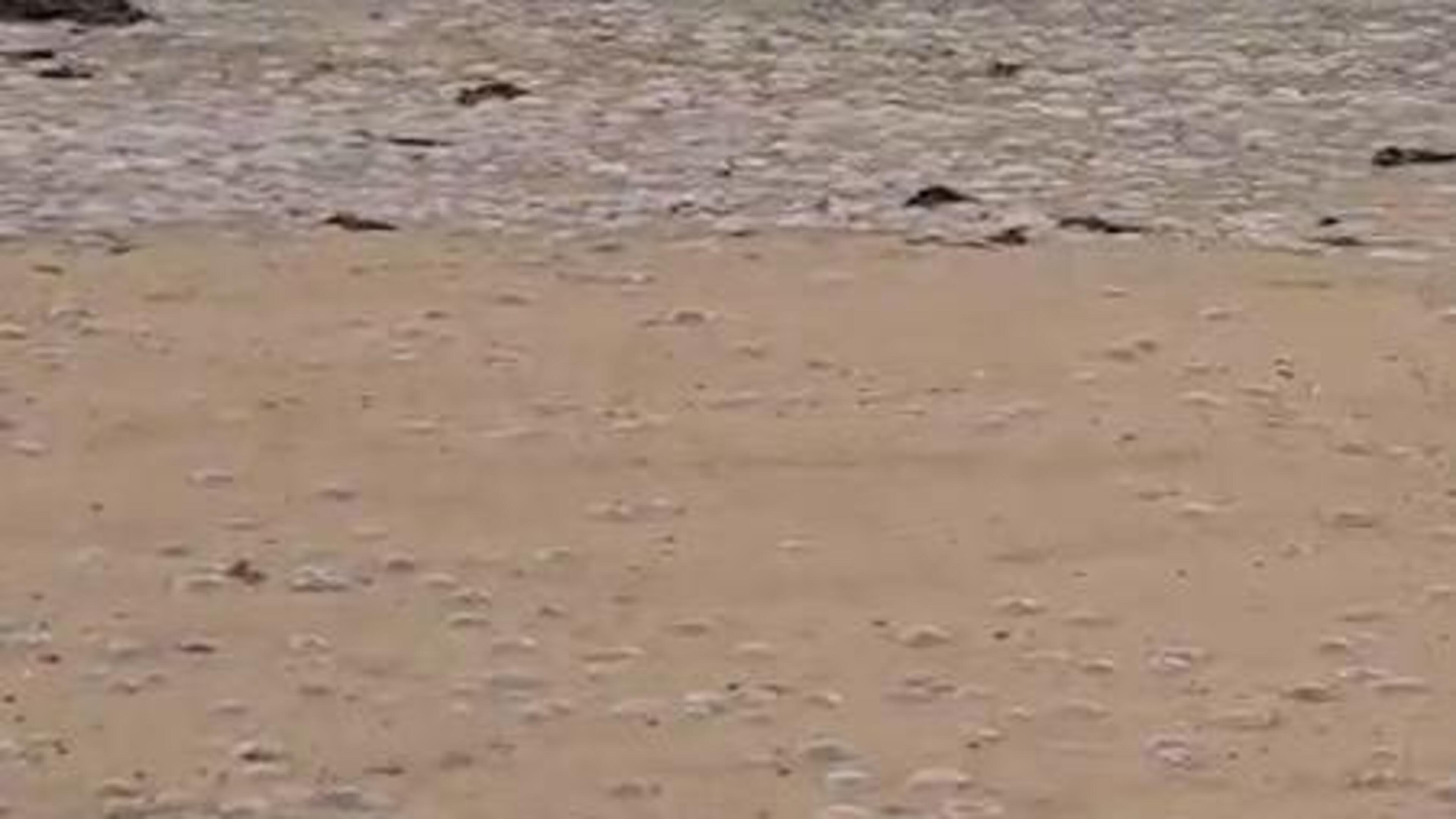 Moon Jellyfish Wash Up on Irish Beach