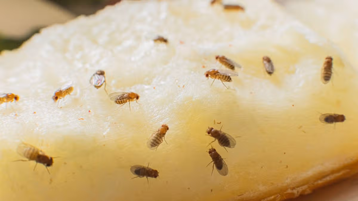 Banish Fruit Flies Using Household Items
