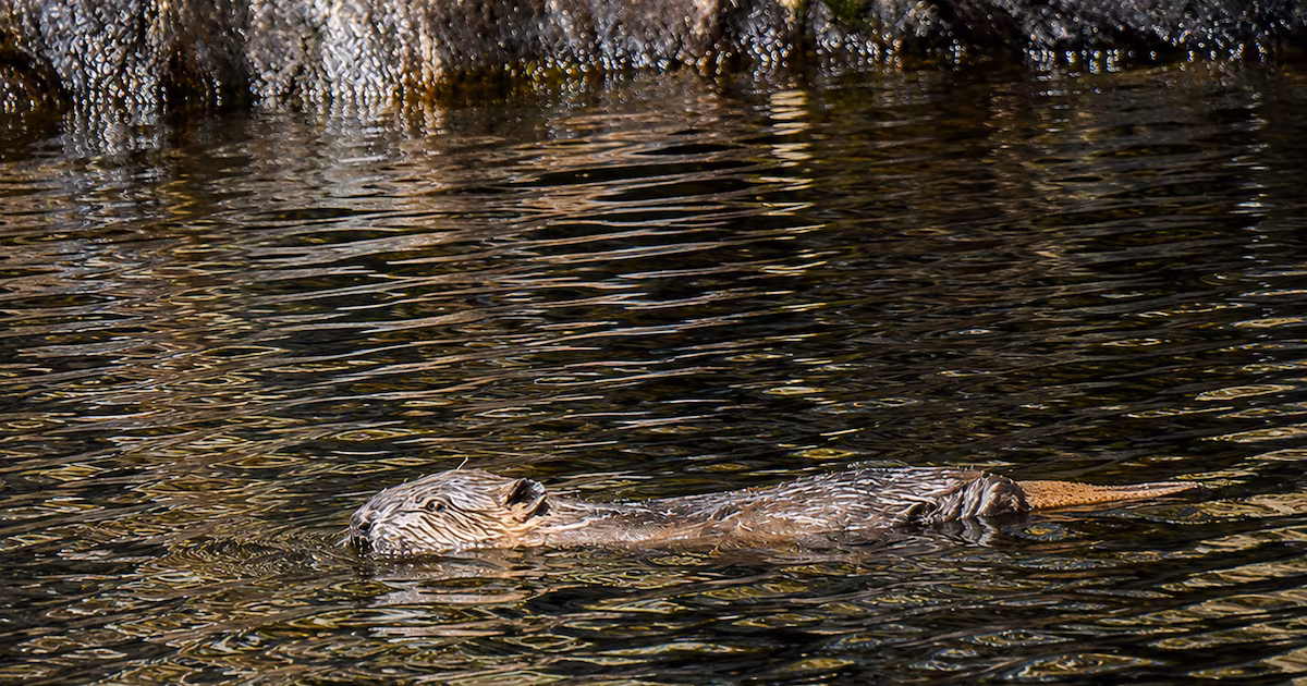 Beaver Kits Born in Scottish Highlands