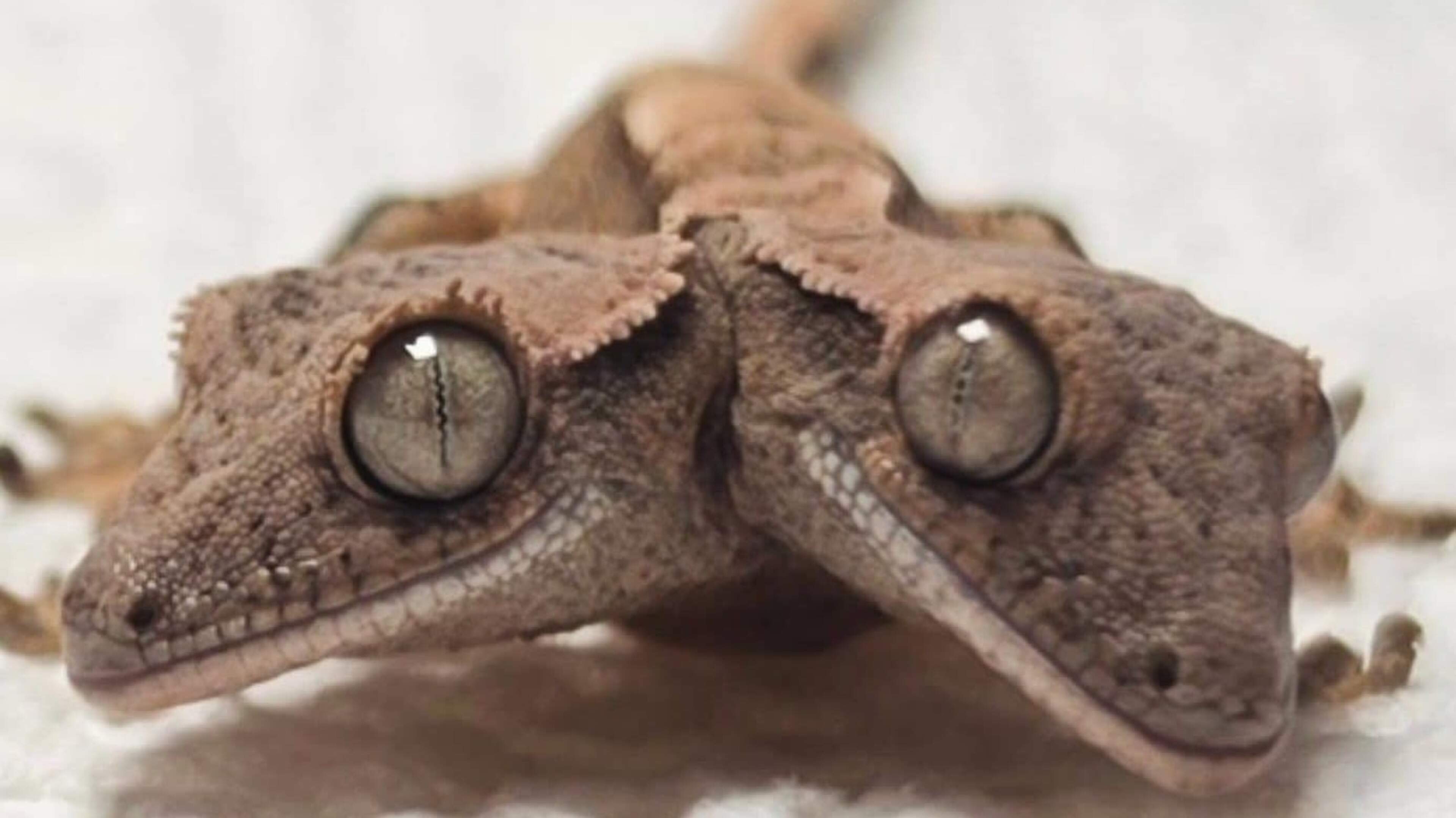 Two-headed gecko survives four weeks in Pennsylvania