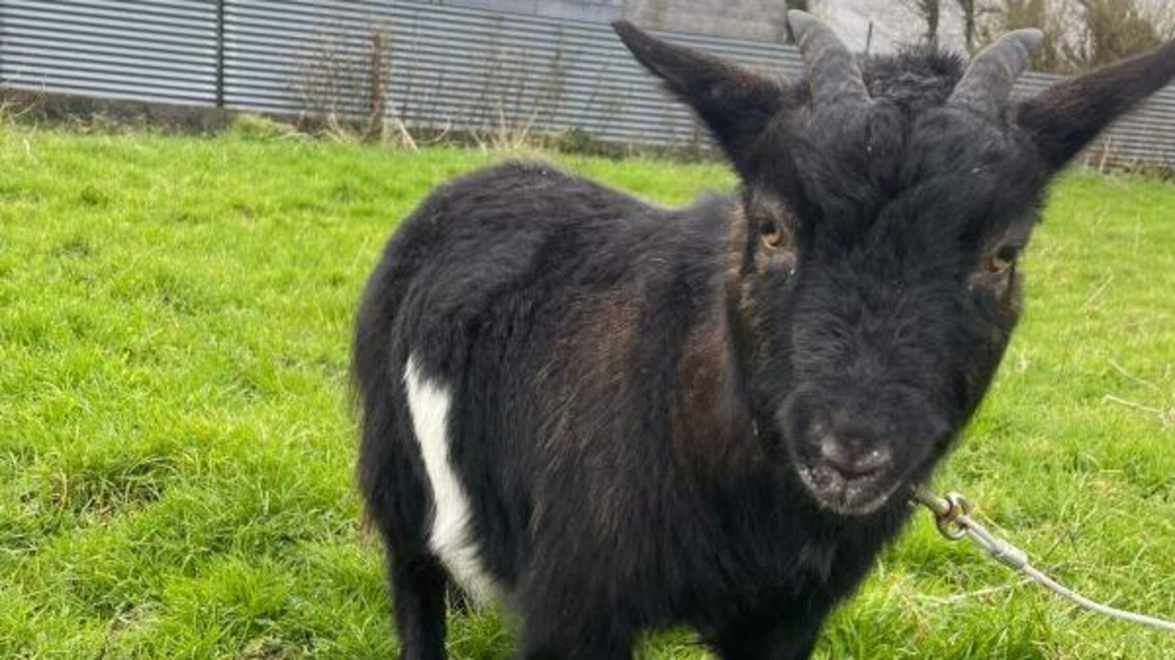 Pygmy Goat Represents Clare in Nose of Tralee
