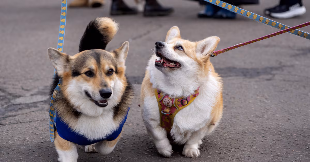 Scottish Animal Hospital Offers New Dog Immunotherapy