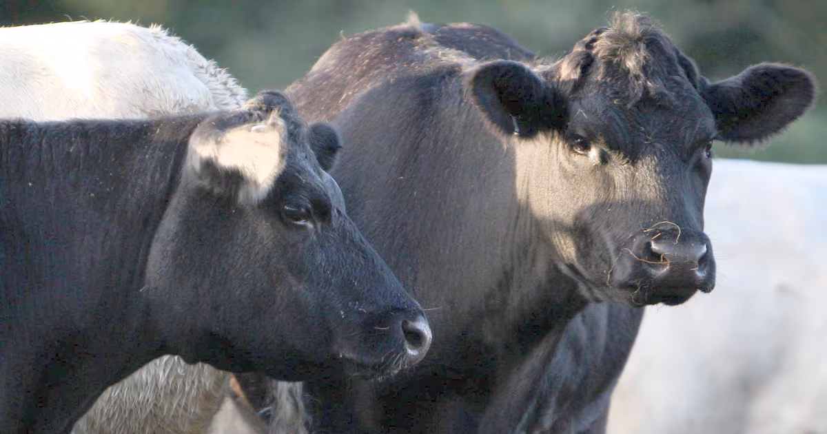 Mass shooting of cattle in Co Tyrone prompts review