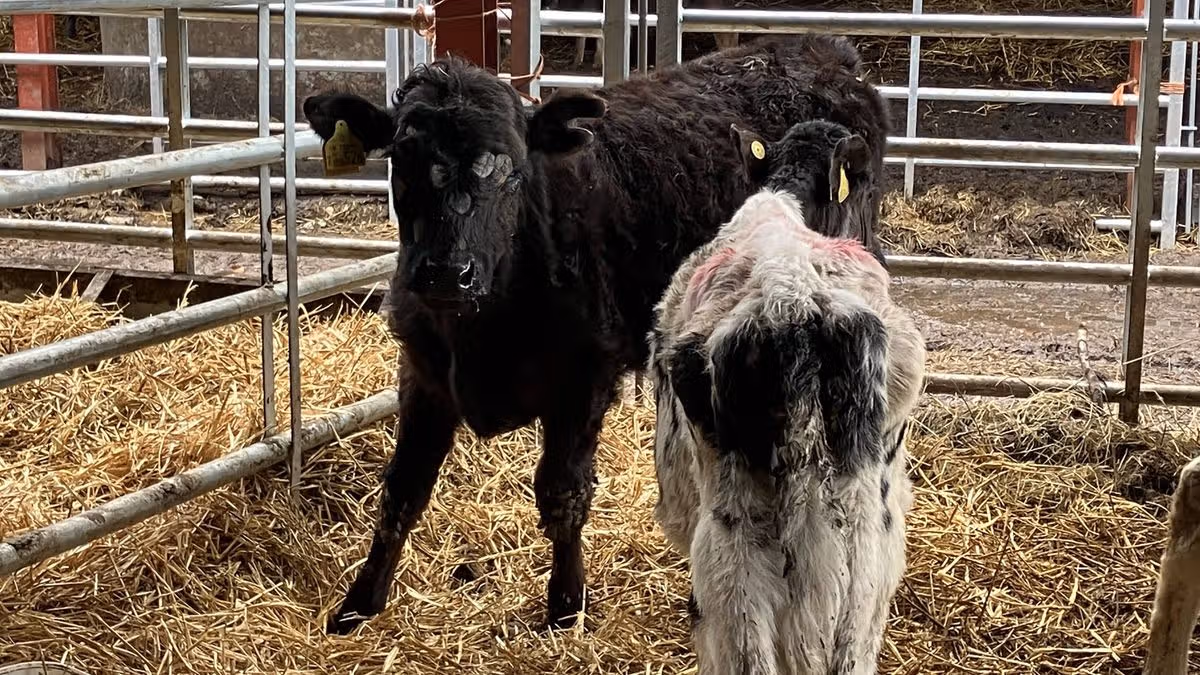 Couple Banned From Keeping Farm Animals For 12 Years