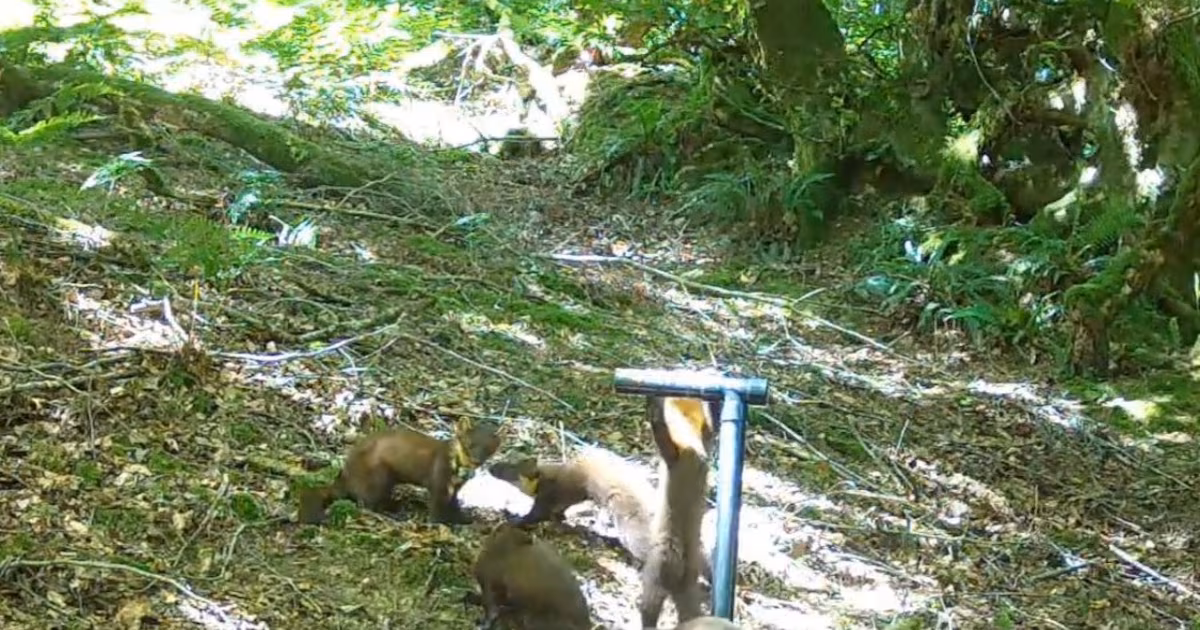 First pine marten kits spotted in Exmoor
