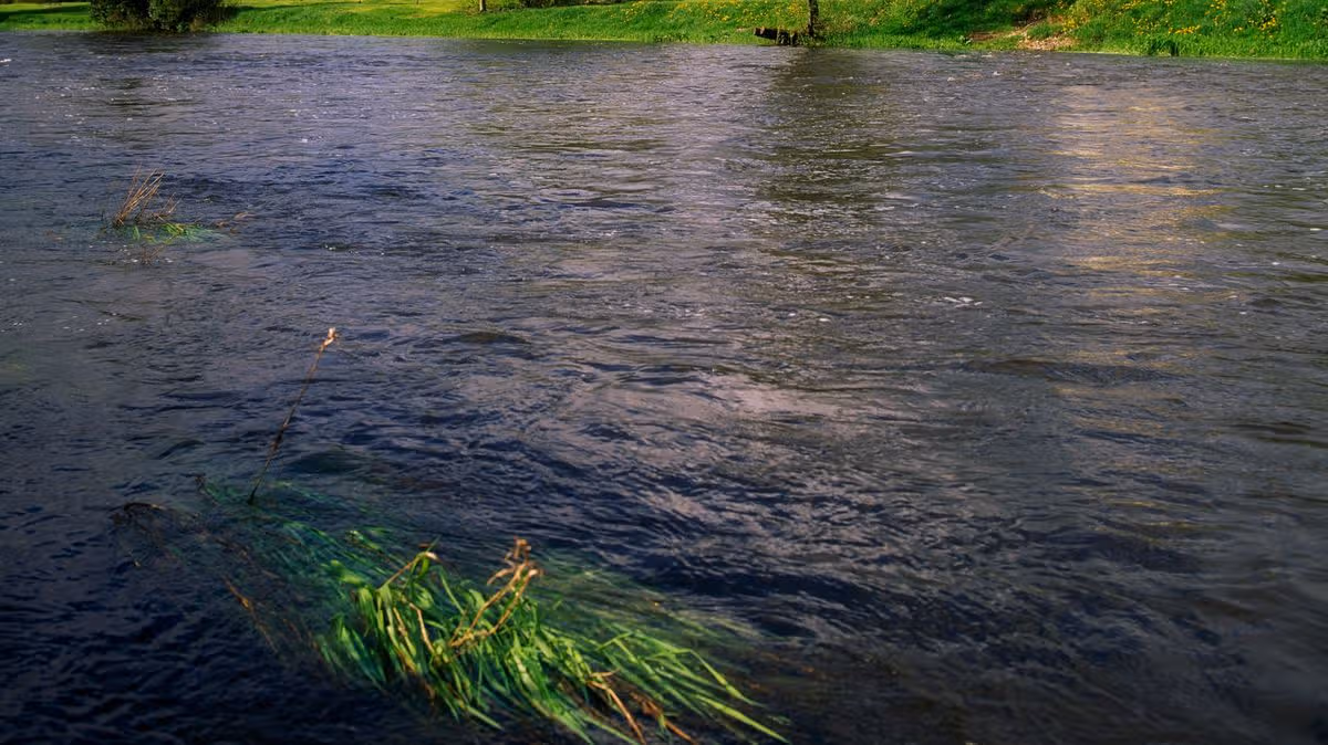 Investigation Launched Into Significant Fish Kill in Cavan