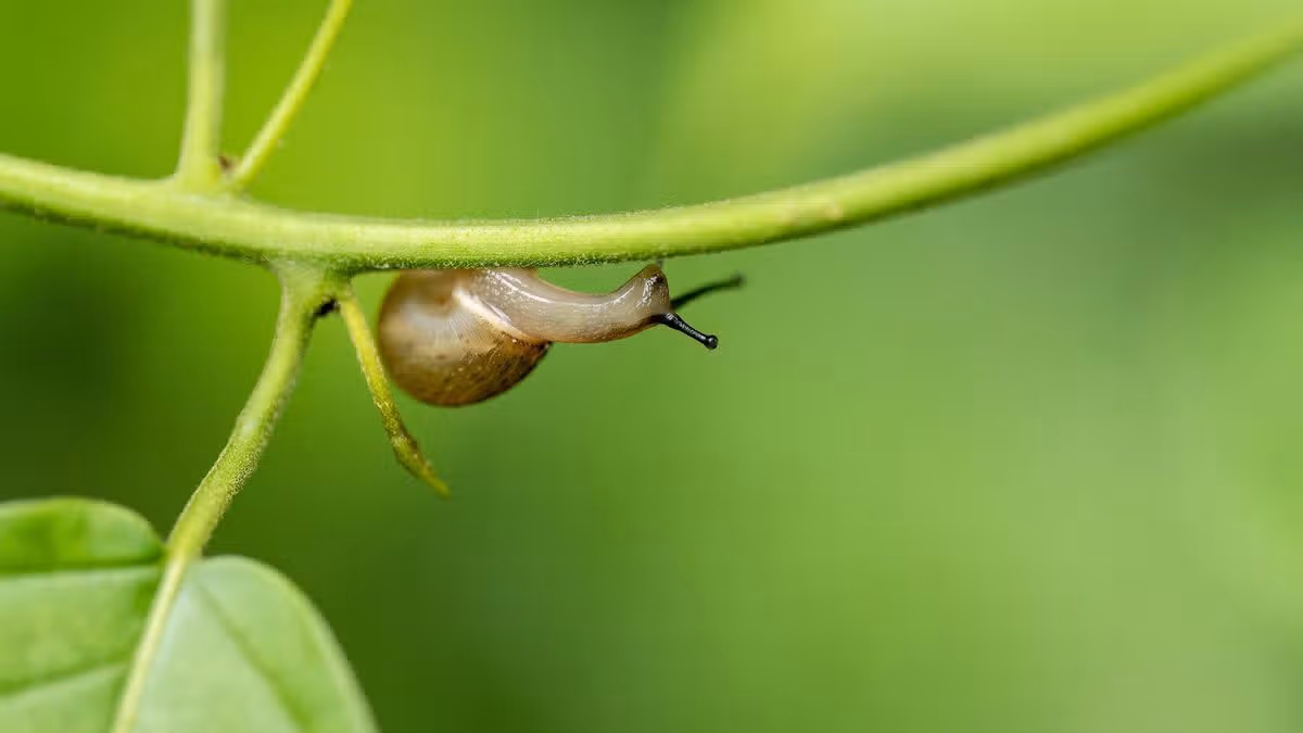 Protect Your Garden From Pests This Summer