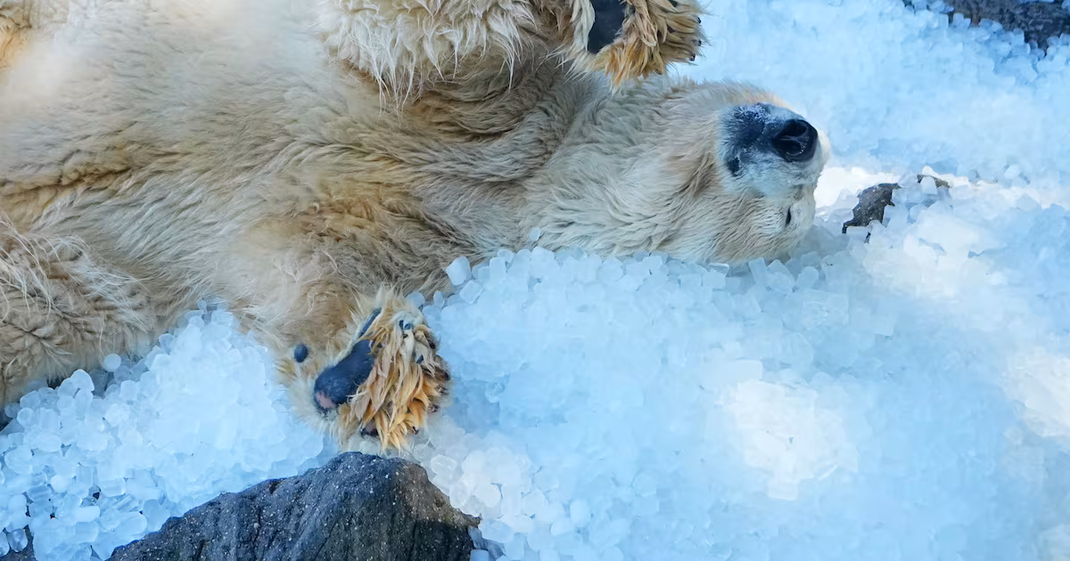 Prague Zoo Provides Ice for Polar Bears