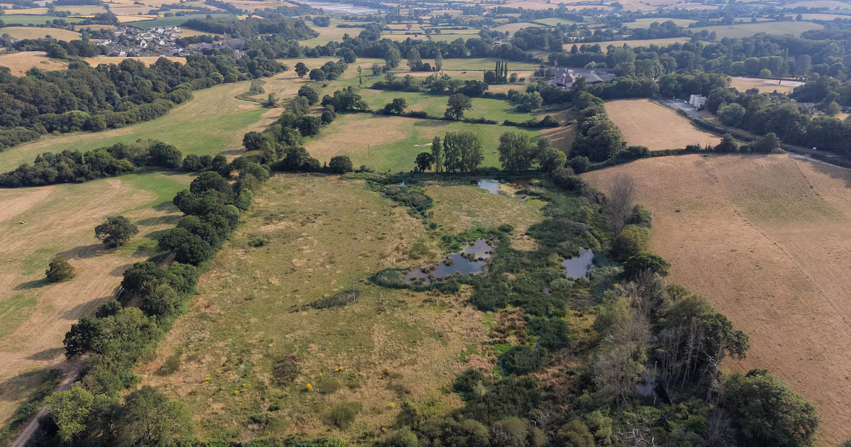 Beavers Enhance Drought Resilience in England