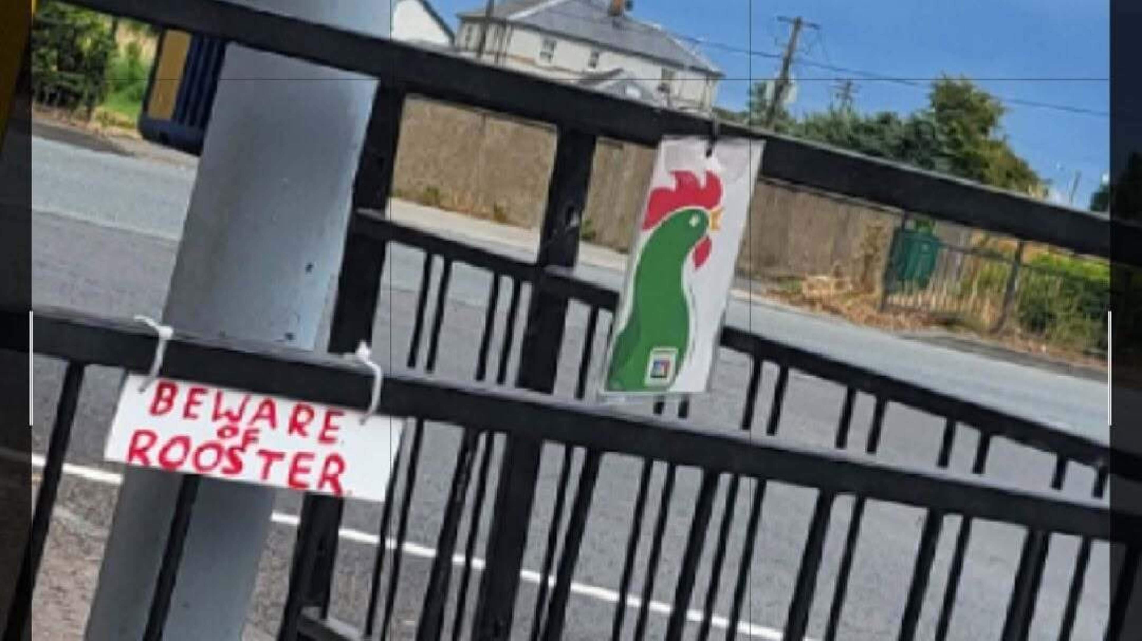 Drogheda Rooster Becomes Local Celebrity
