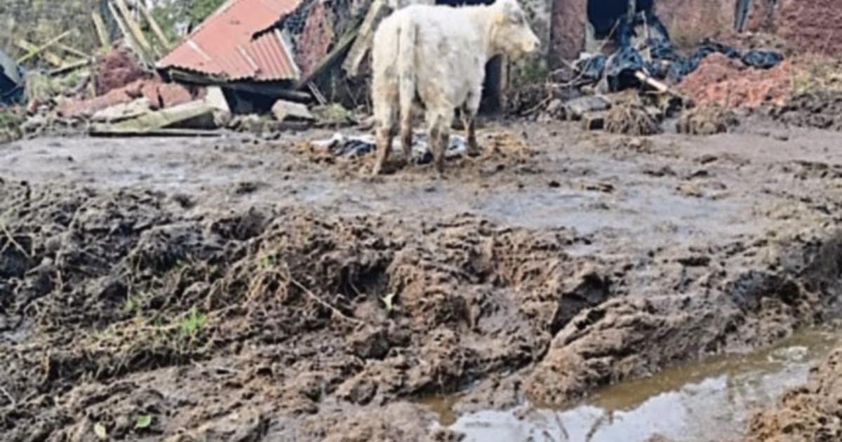 Mass shooting of cattle in Co Tyrone raises concerns