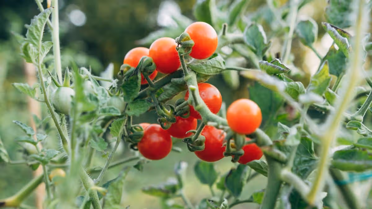 Monty Don's Tips for Ripening Tomatoes in August