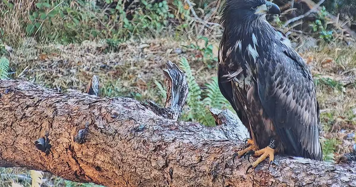 White-tailed eagles released in Exmoor National Park